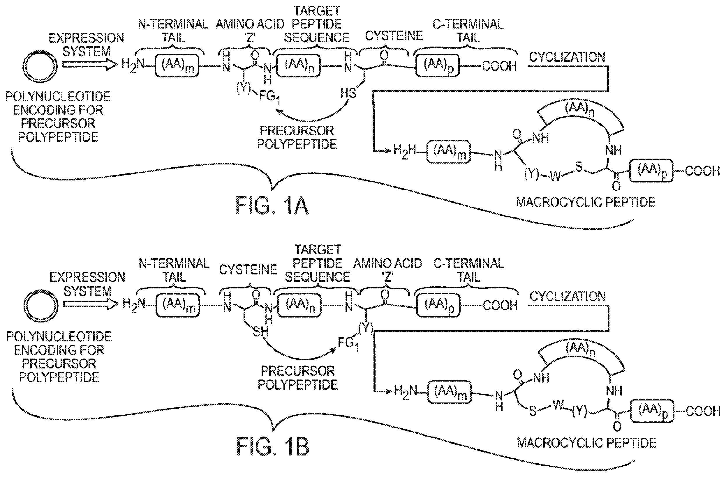 Patent US12359192 Figure 1 – Methods and compositions for display of macrocyclic peptides