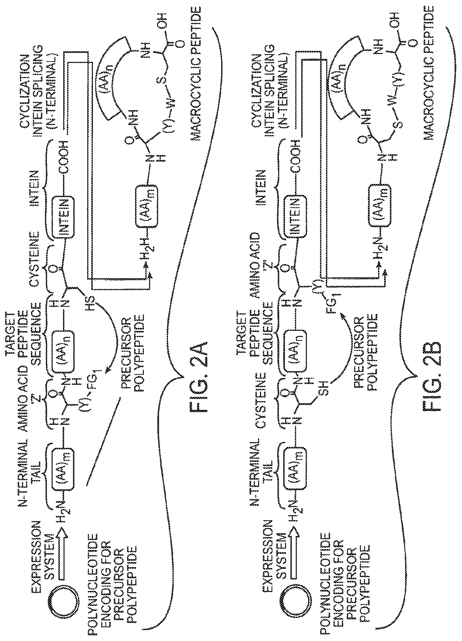 Patent US12359192 Figure 2 – Methods and compositions for display of macrocyclic peptides