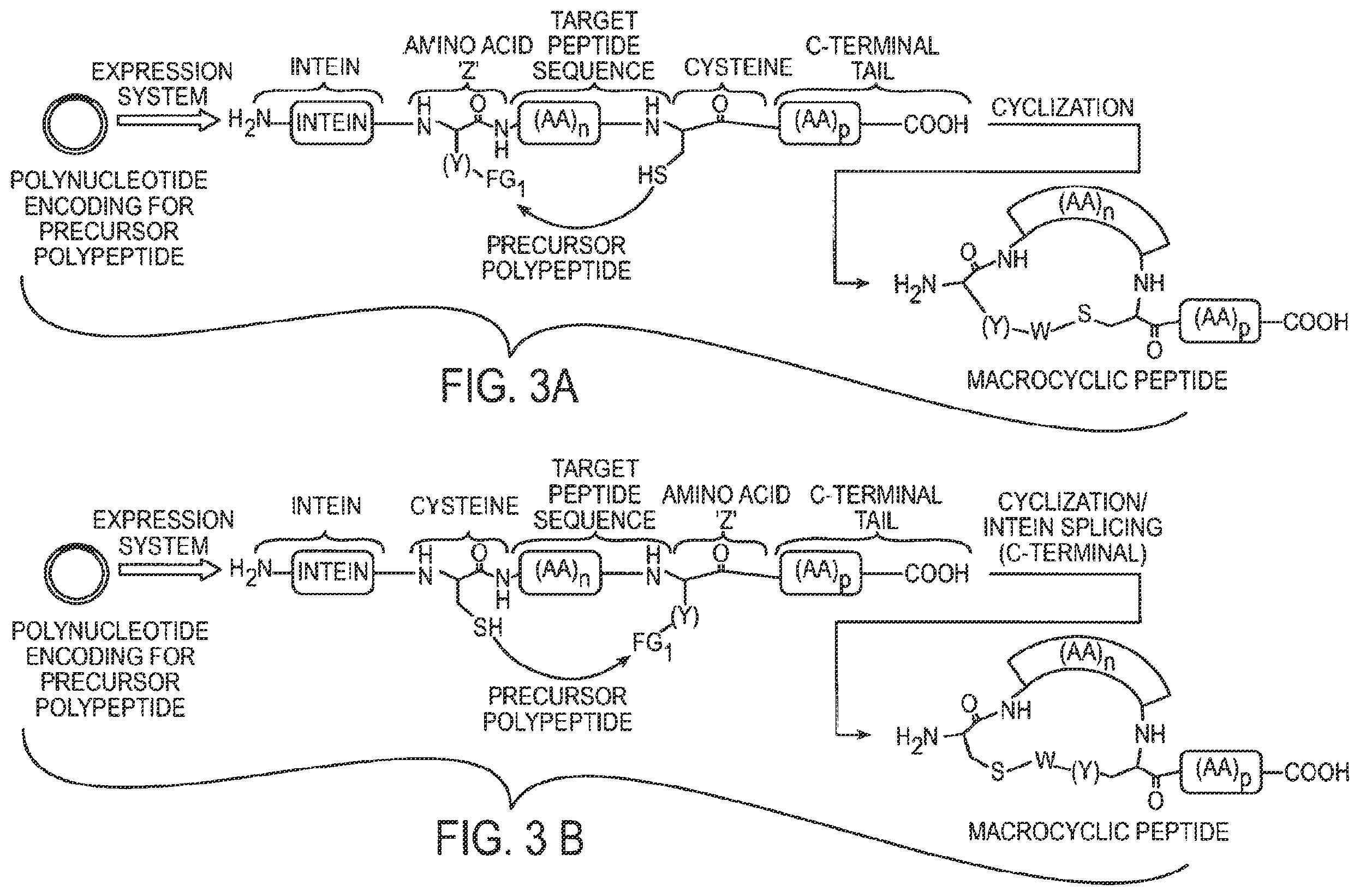 Patent US12359192 Figure 3 – Methods and compositions for display of macrocyclic peptides