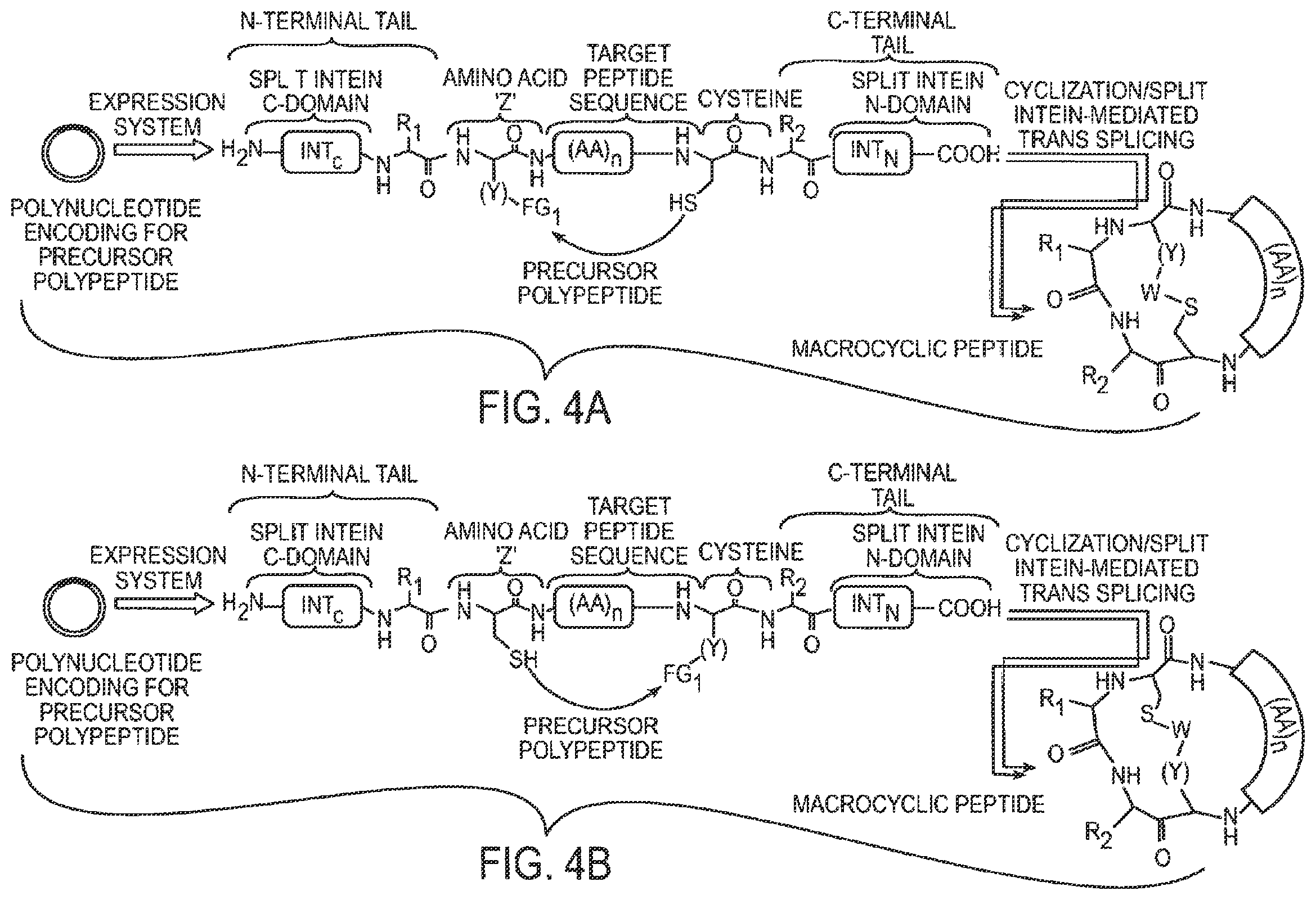 Patent US12359192 Figure 4 – Methods and compositions for display of macrocyclic peptides