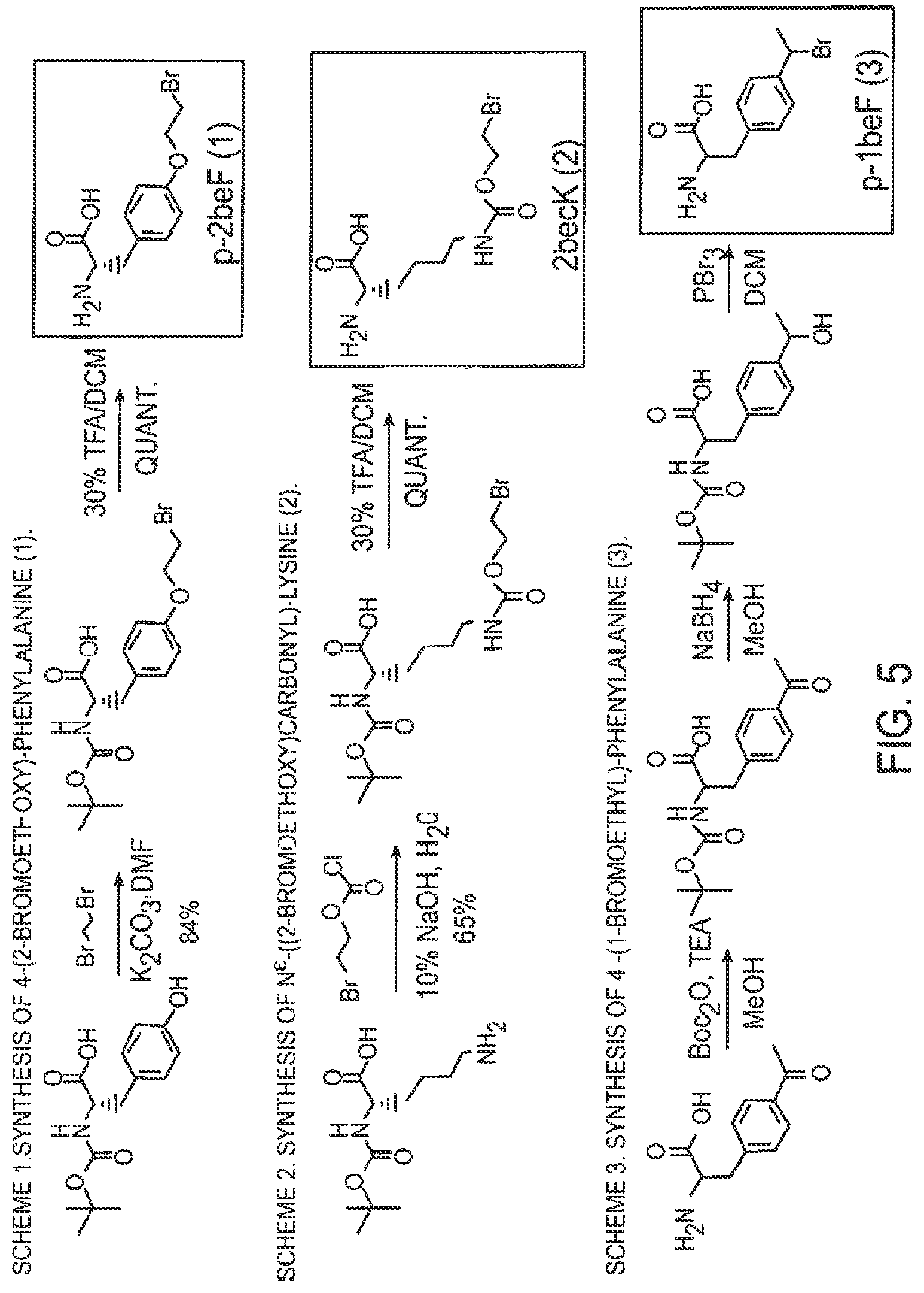 Patent US12359192 Figure 5 – Methods and compositions for display of macrocyclic peptides
