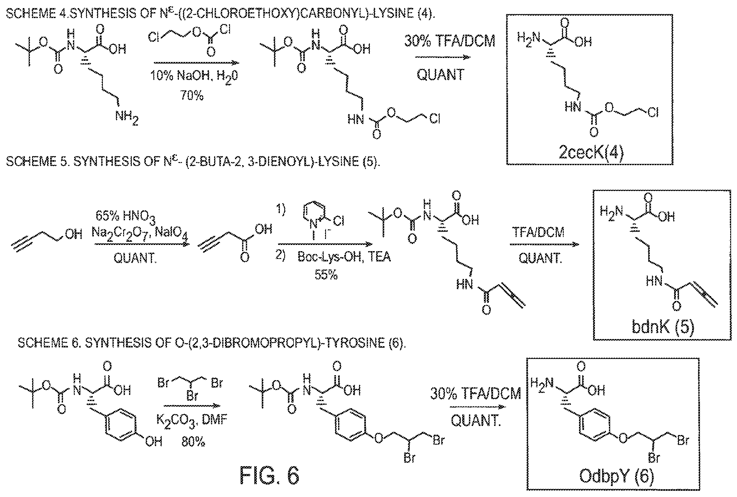 Patent US12359192 Figure 6 – Methods and compositions for display of macrocyclic peptides