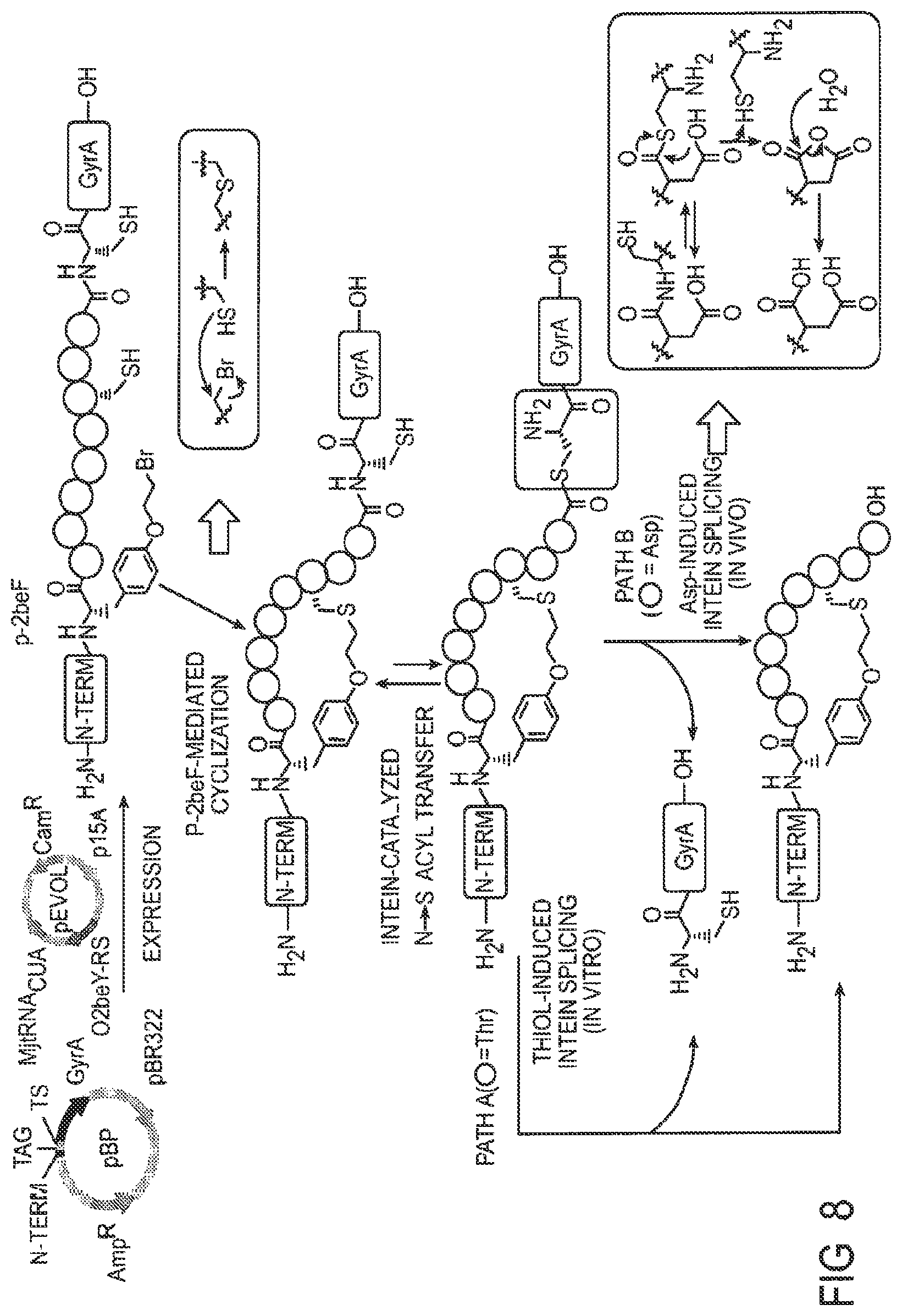 Patent US12359192 Figure 8 – Methods and compositions for display of macrocyclic peptides