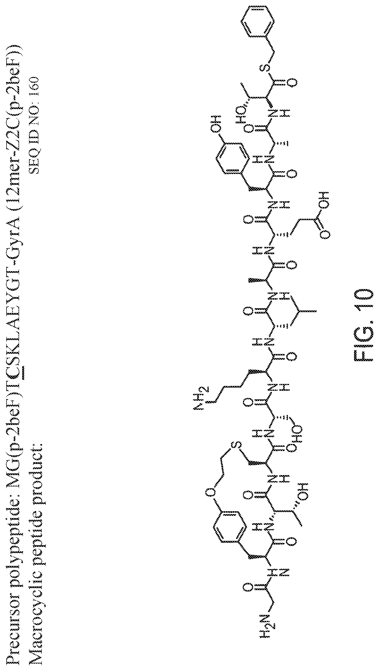 Patent US12359192 Figure 10 – Methods and compositions for display of macrocyclic peptides