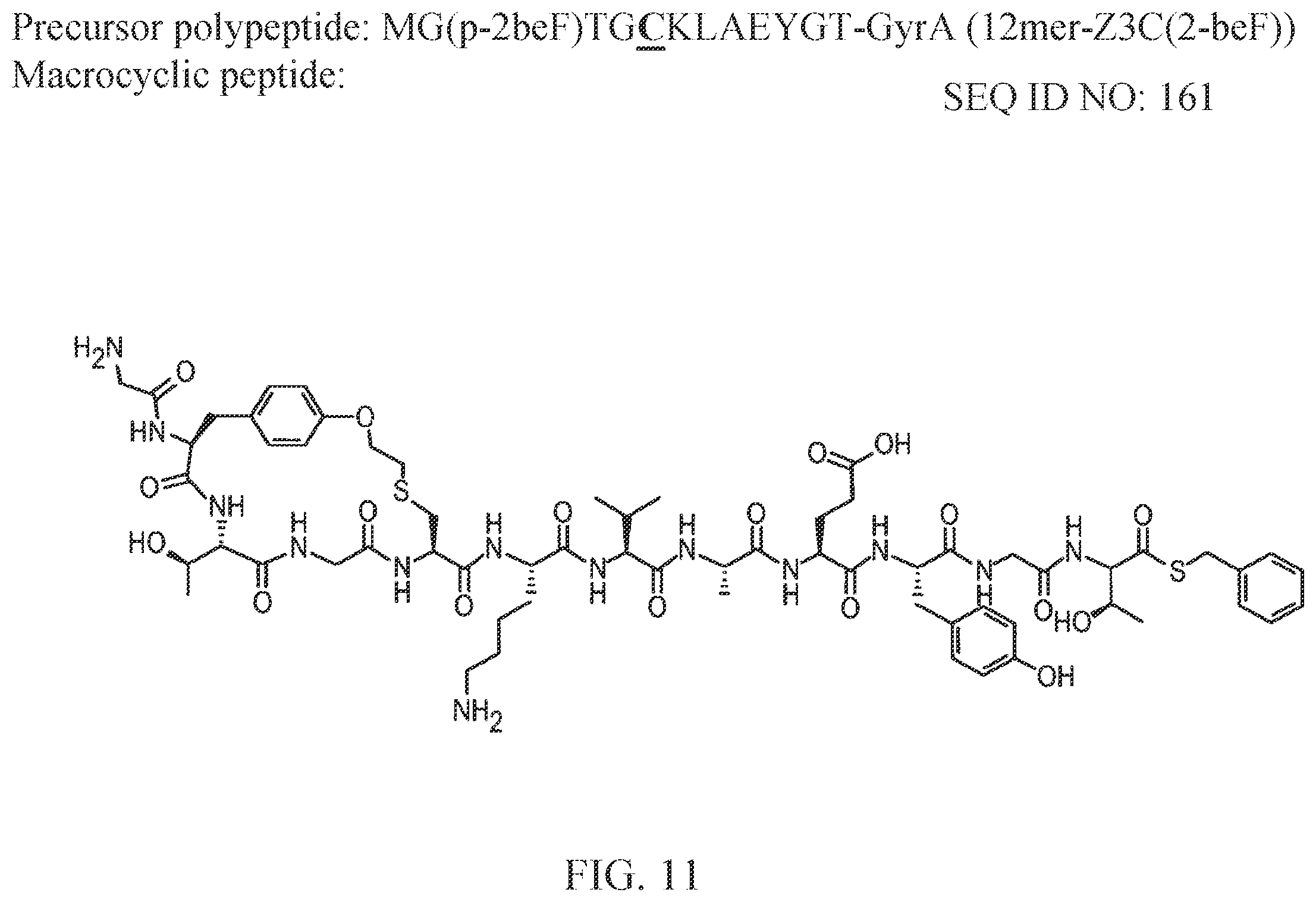 Patent US12359192 Figure 13 – Methods and compositions for display of macrocyclic peptides