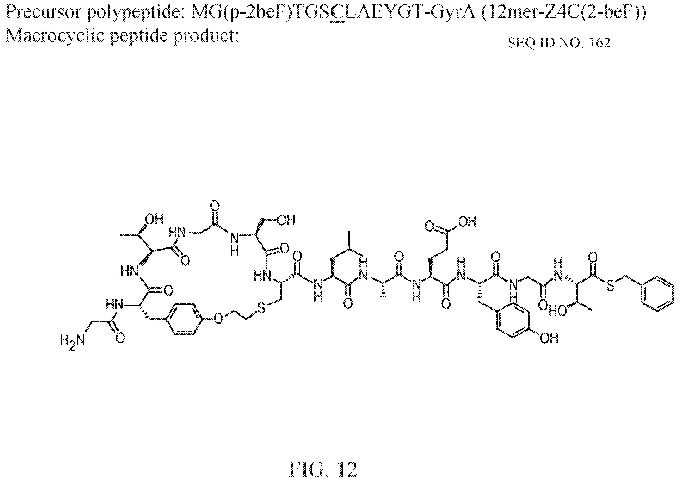 Patent US12359192 Figure 16 – Methods and compositions for display of macrocyclic peptides