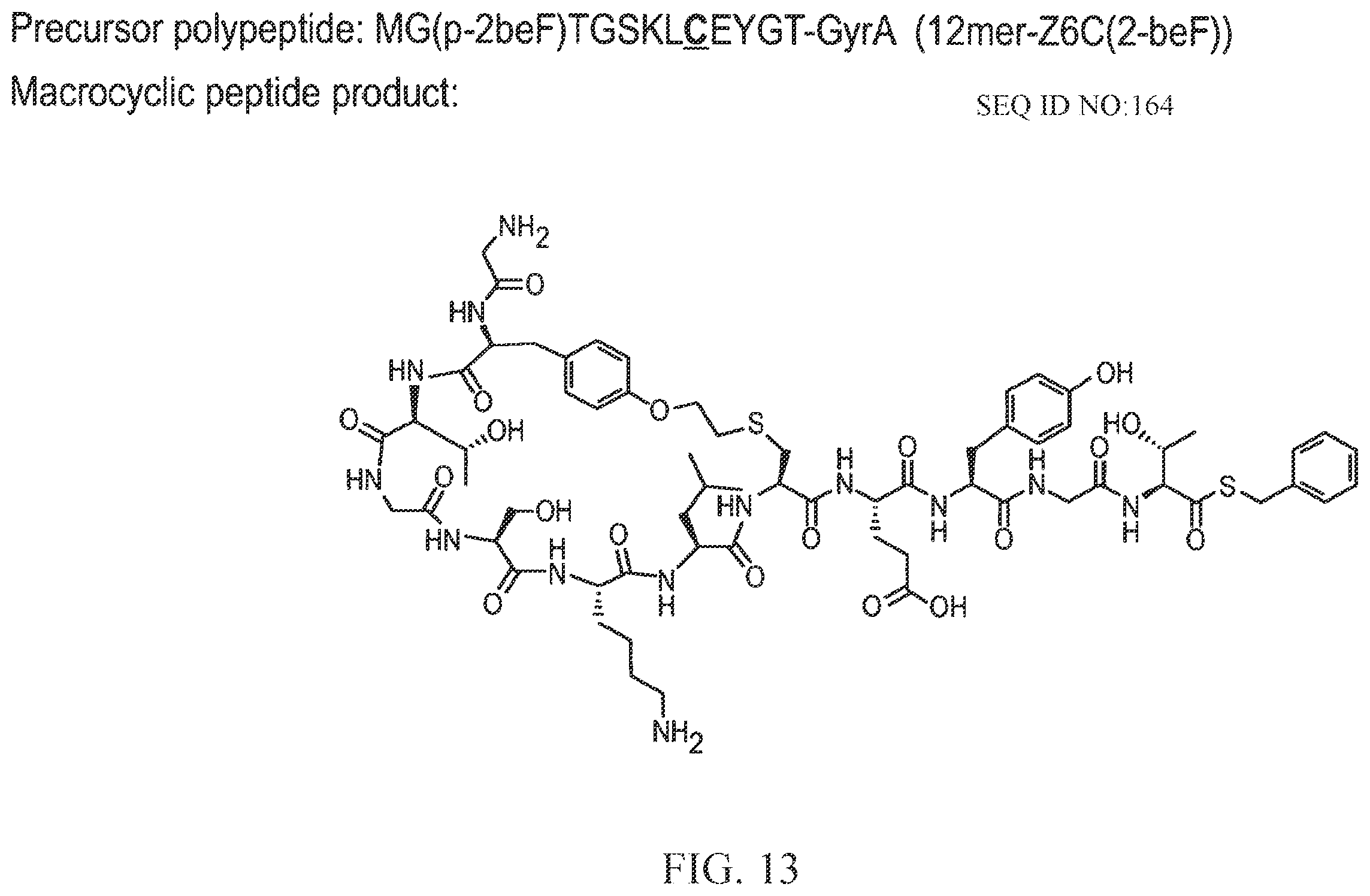 Patent US12359192 Figure 19 – Methods and compositions for display of macrocyclic peptides