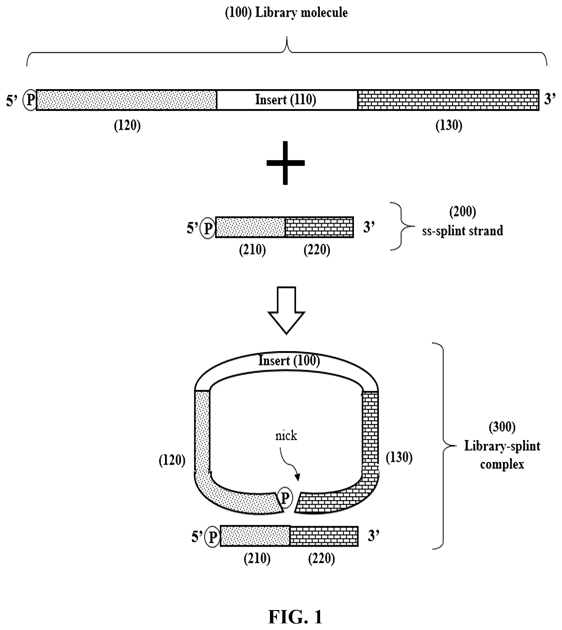 Patent US12359193 Figure 1 – Single-stranded splint strands and methods of use