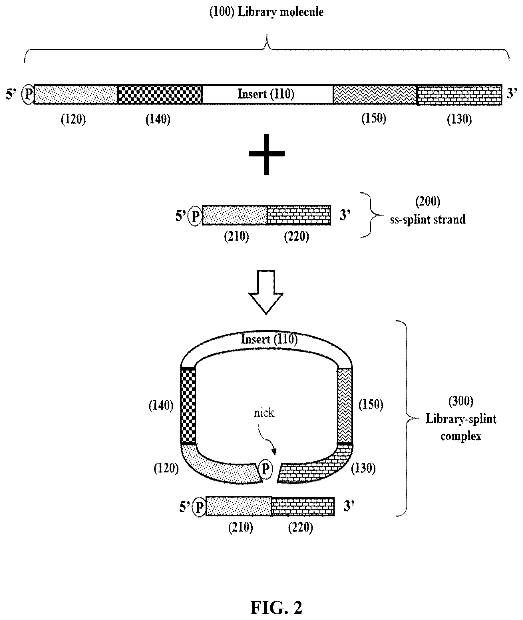 Patent US12359193 Figure 2 – Single-stranded splint strands and methods of use