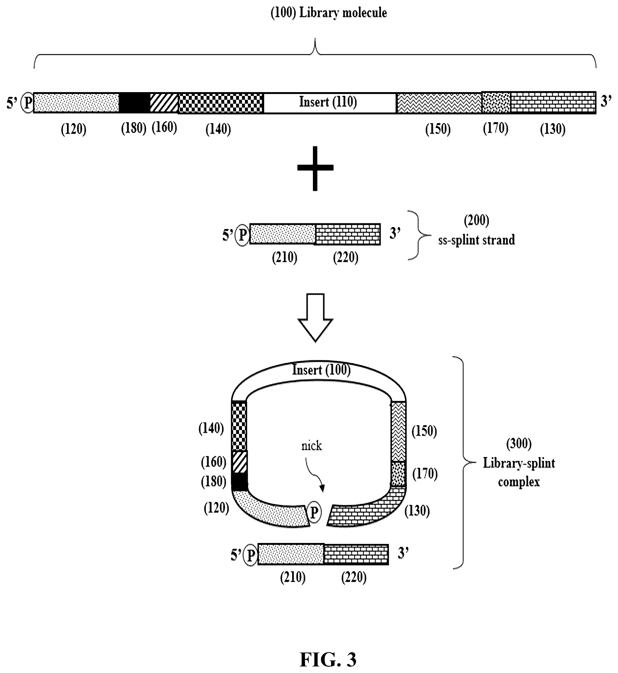 Patent US12359193 Figure 3 – Single-stranded splint strands and methods of use