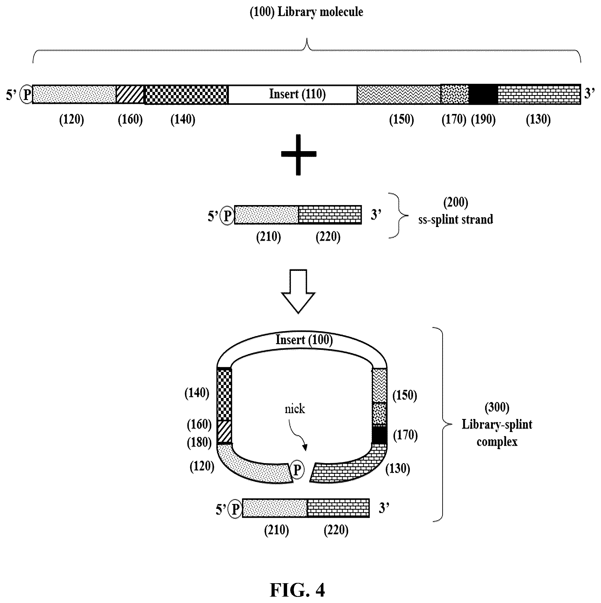 Patent US12359193 Figure 4 – Single-stranded splint strands and methods of use