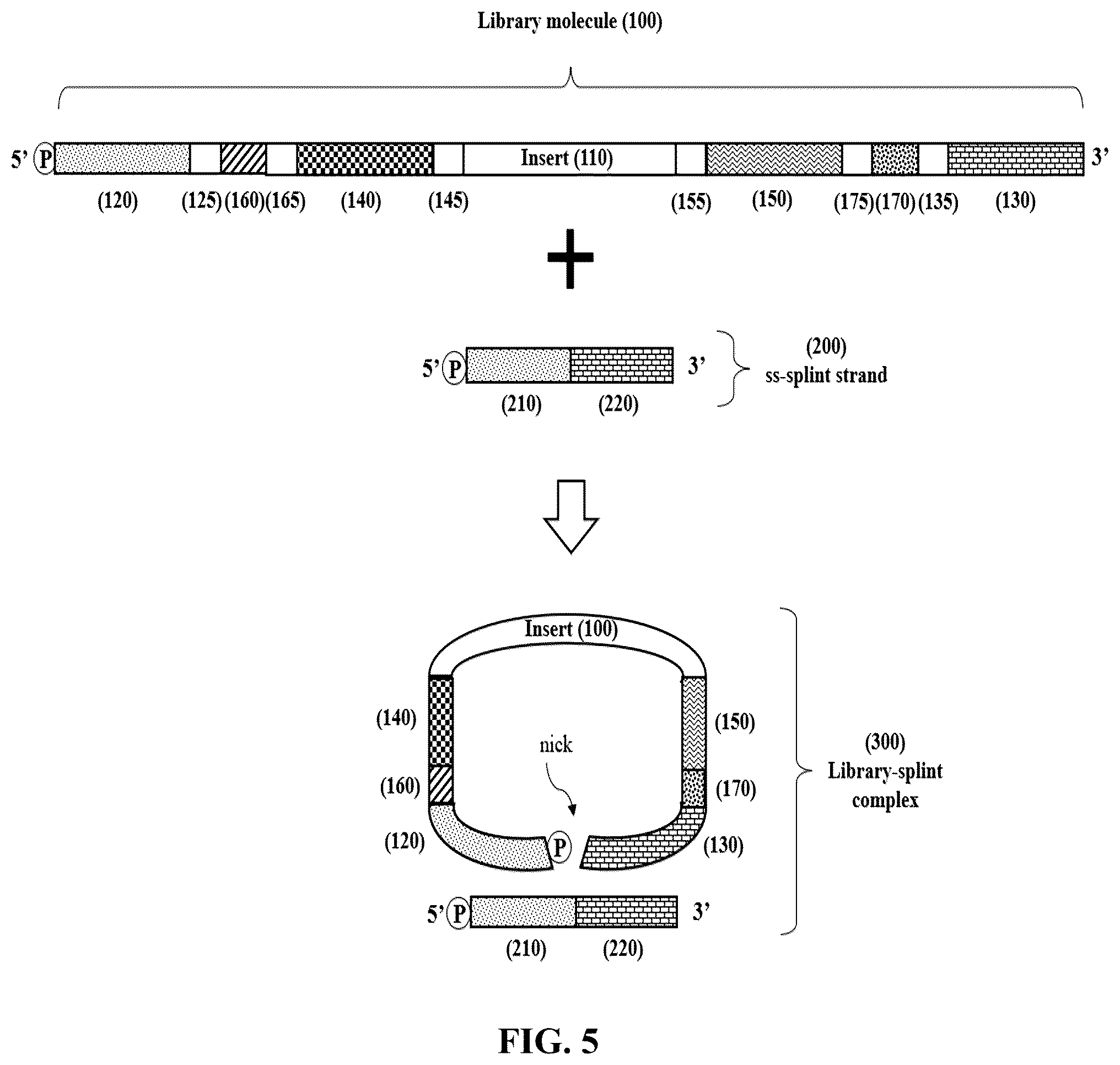 Patent US12359193 Figure 5 – Single-stranded splint strands and methods of use