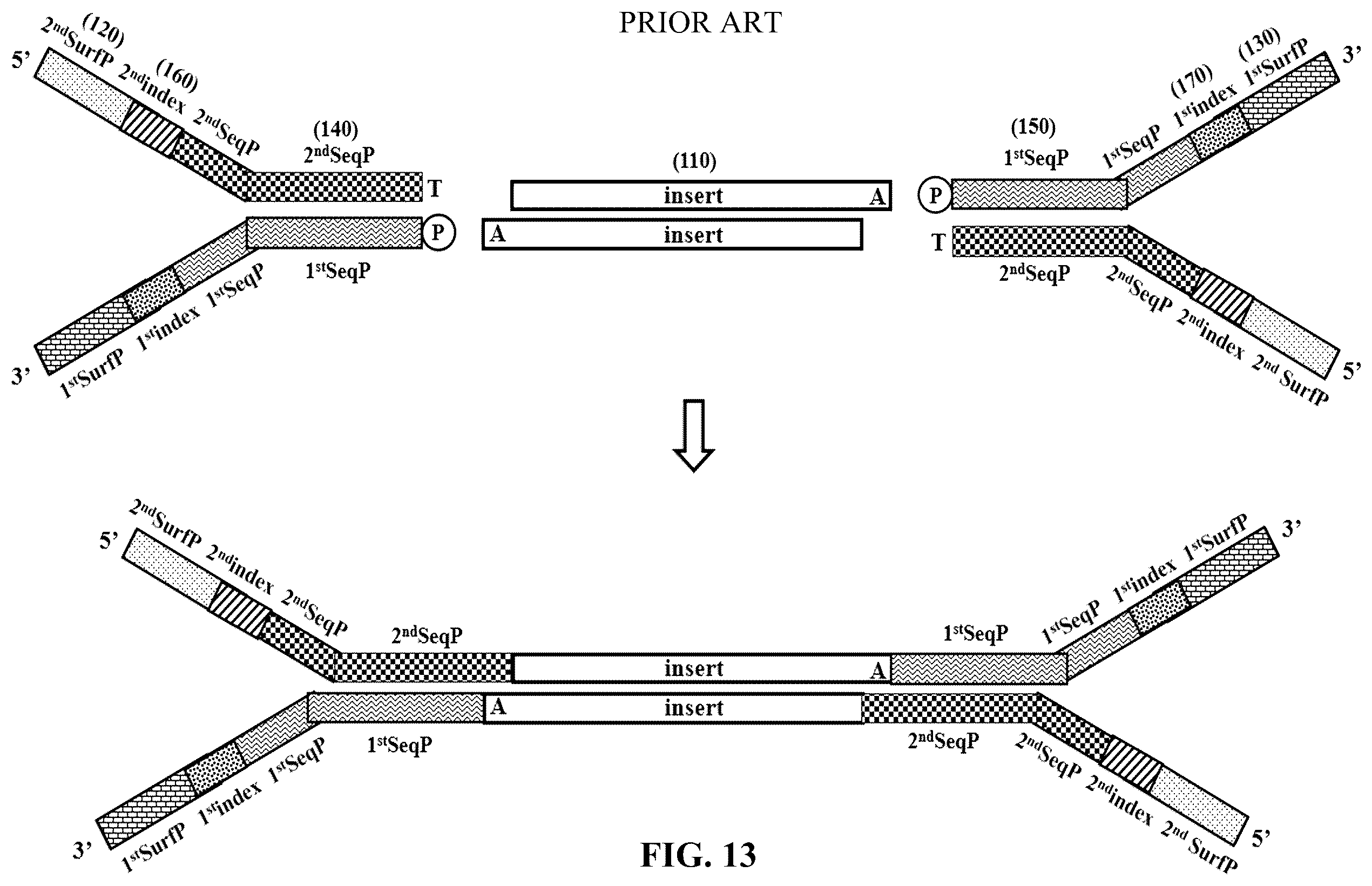 Patent US12359193 Figure 18 – Single-stranded splint strands and methods of use