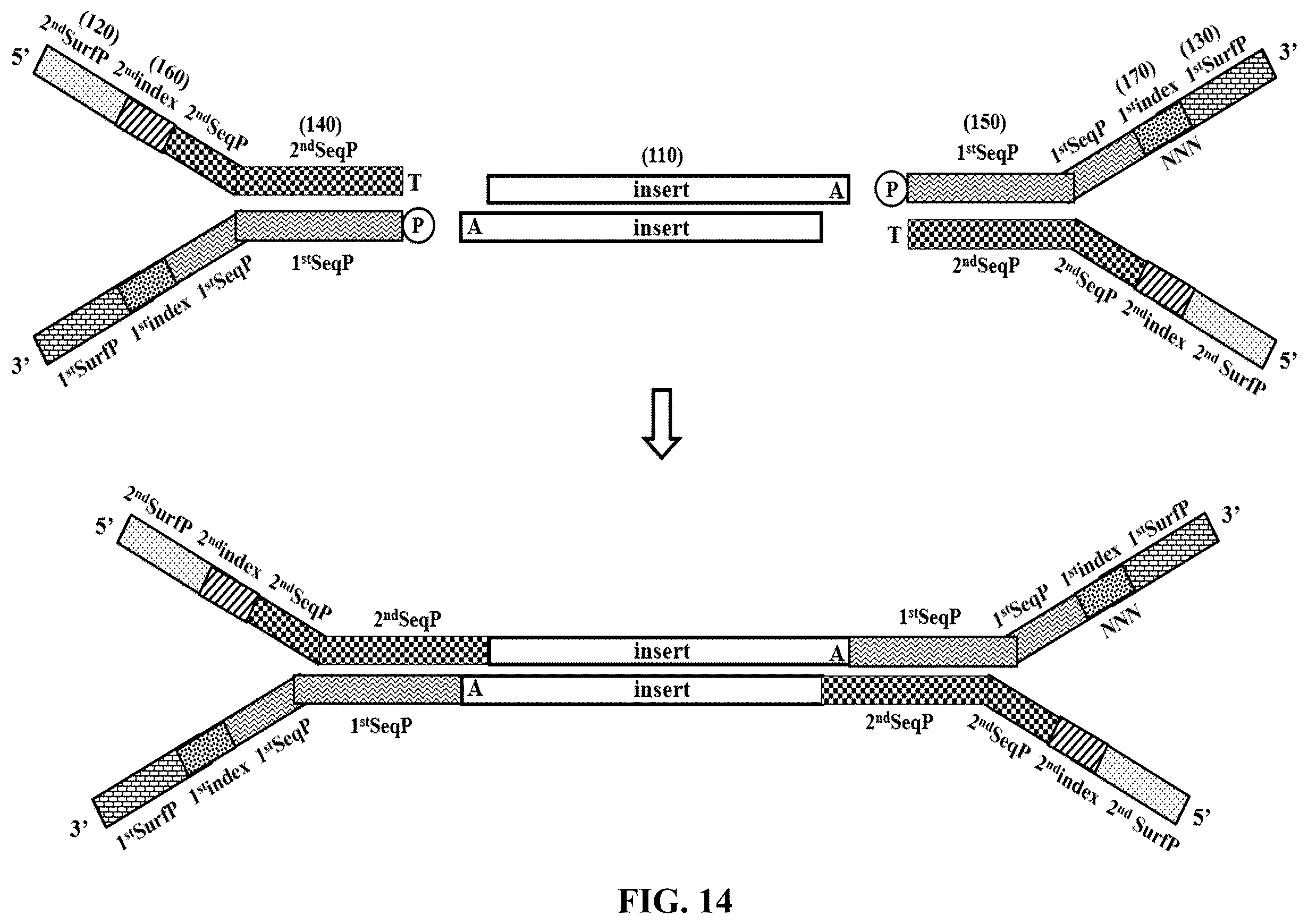 Patent US12359193 Figure 19 – Single-stranded splint strands and methods of use