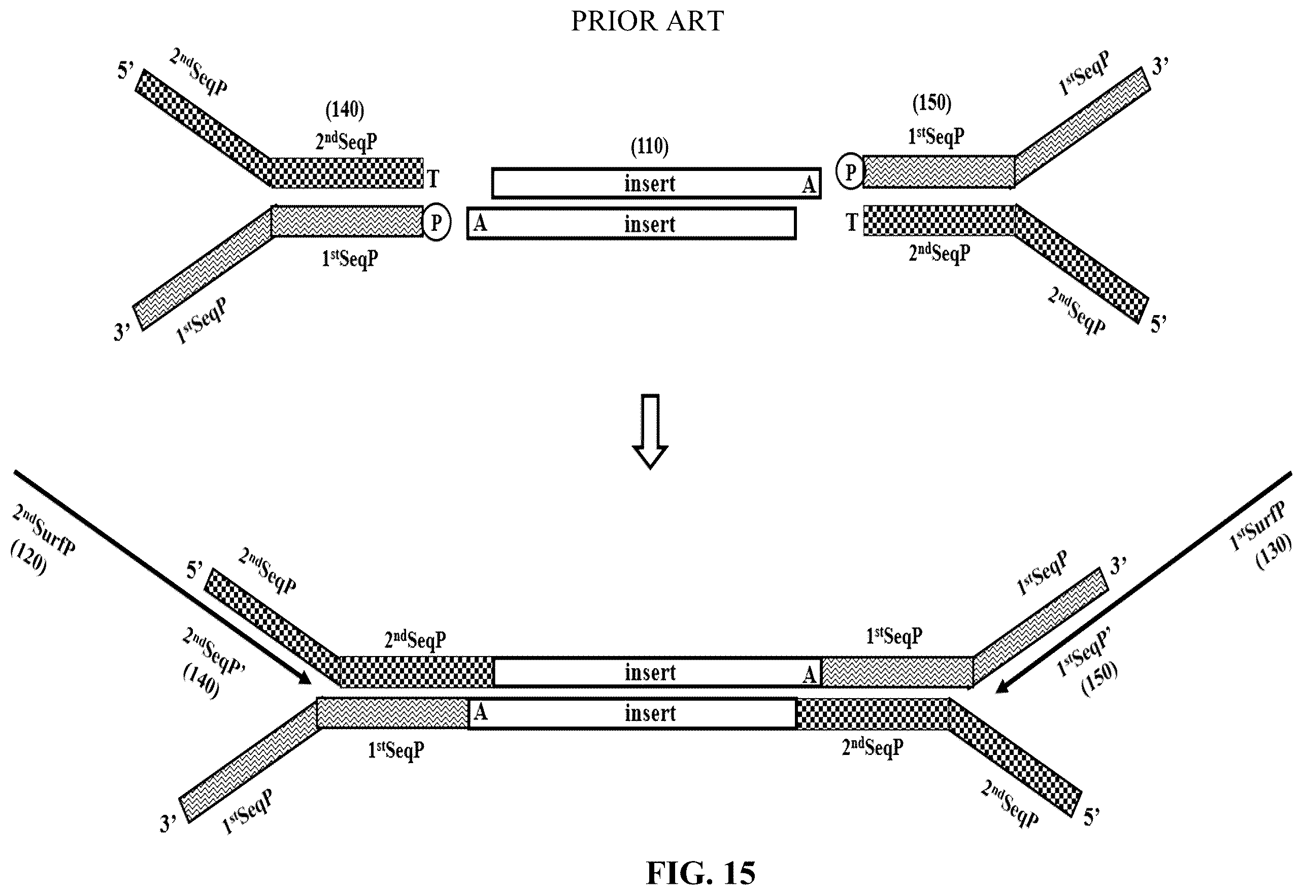 Patent US12359193 Figure 20 – Single-stranded splint strands and methods of use
