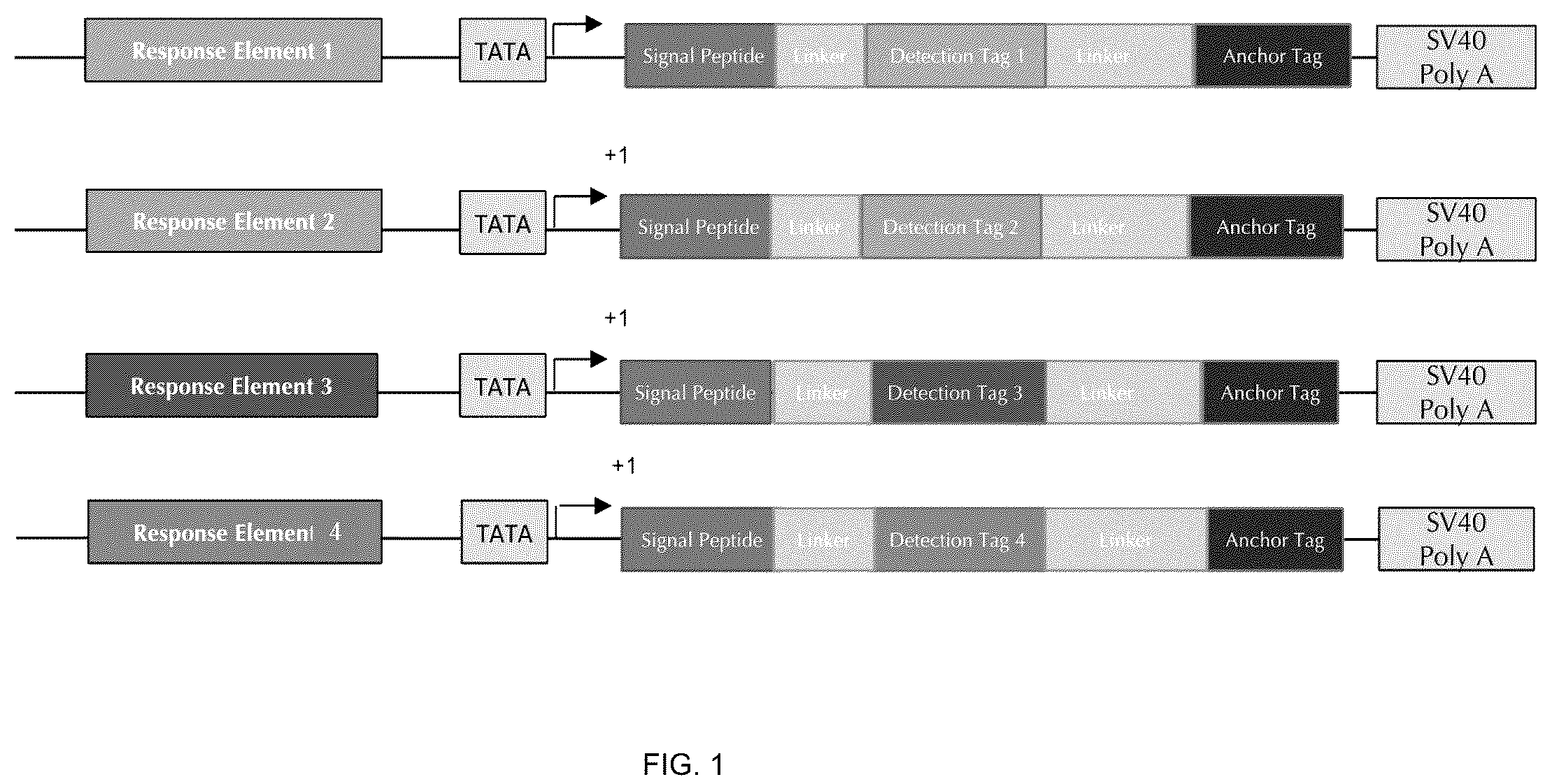 Patent US12359195 — Secreted reporter-peptides for optimizing cell-based assays for analysis on immuno-assay platforms — Figure 1