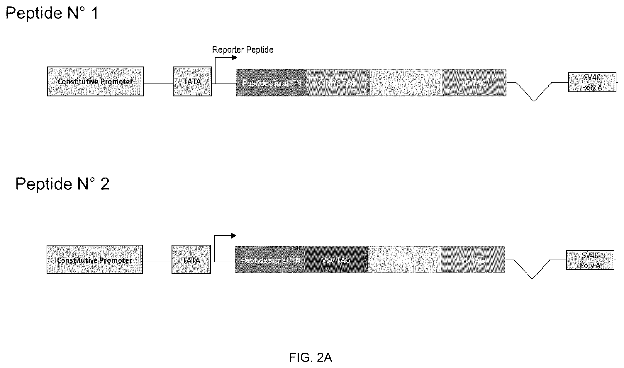 Patent US12359195 Figure 2 – Secreted reporter-peptides for optimizing cell-based assays for analysis on immuno-assay platforms