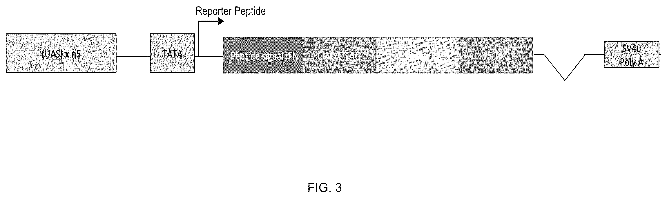 Patent US12359195 Figure 4 – Secreted reporter-peptides for optimizing cell-based assays for analysis on immuno-assay platforms