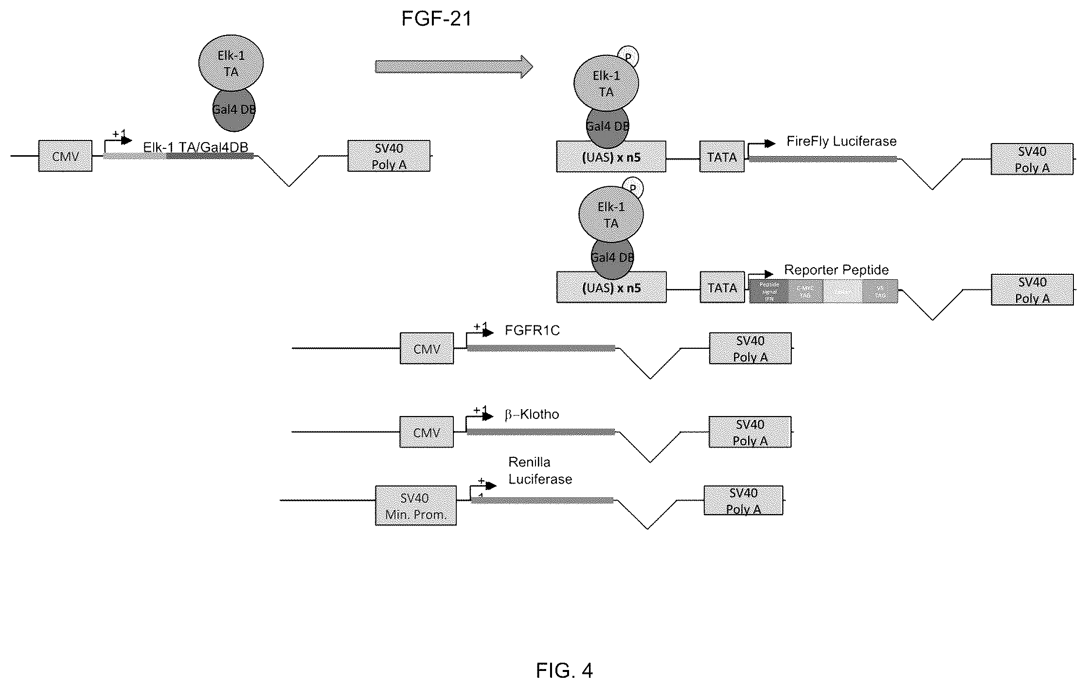 Patent US12359195 Figure 5 – Secreted reporter-peptides for optimizing cell-based assays for analysis on immuno-assay platforms