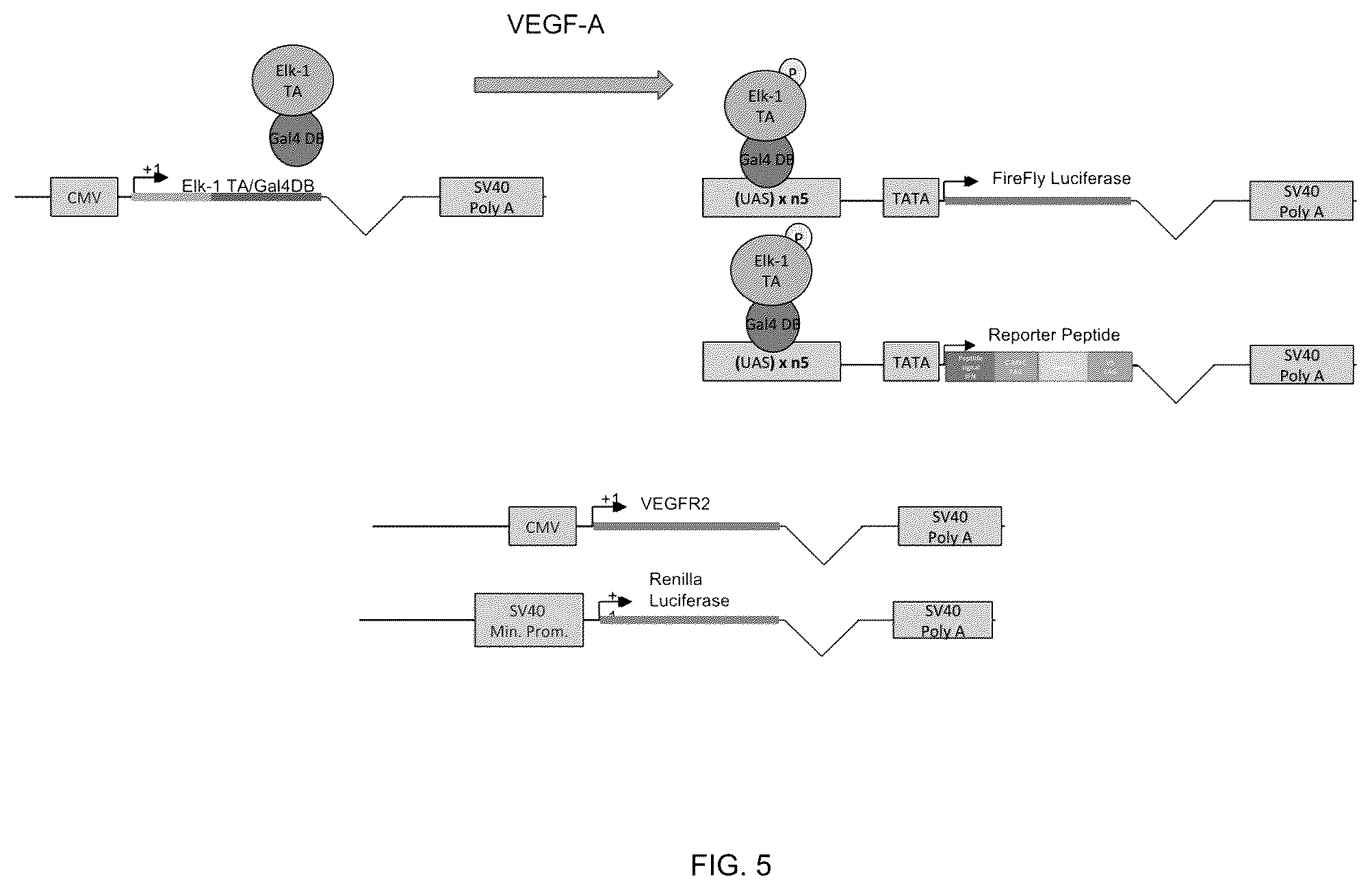 Patent US12359195 Figure 6 – Secreted reporter-peptides for optimizing cell-based assays for analysis on immuno-assay platforms