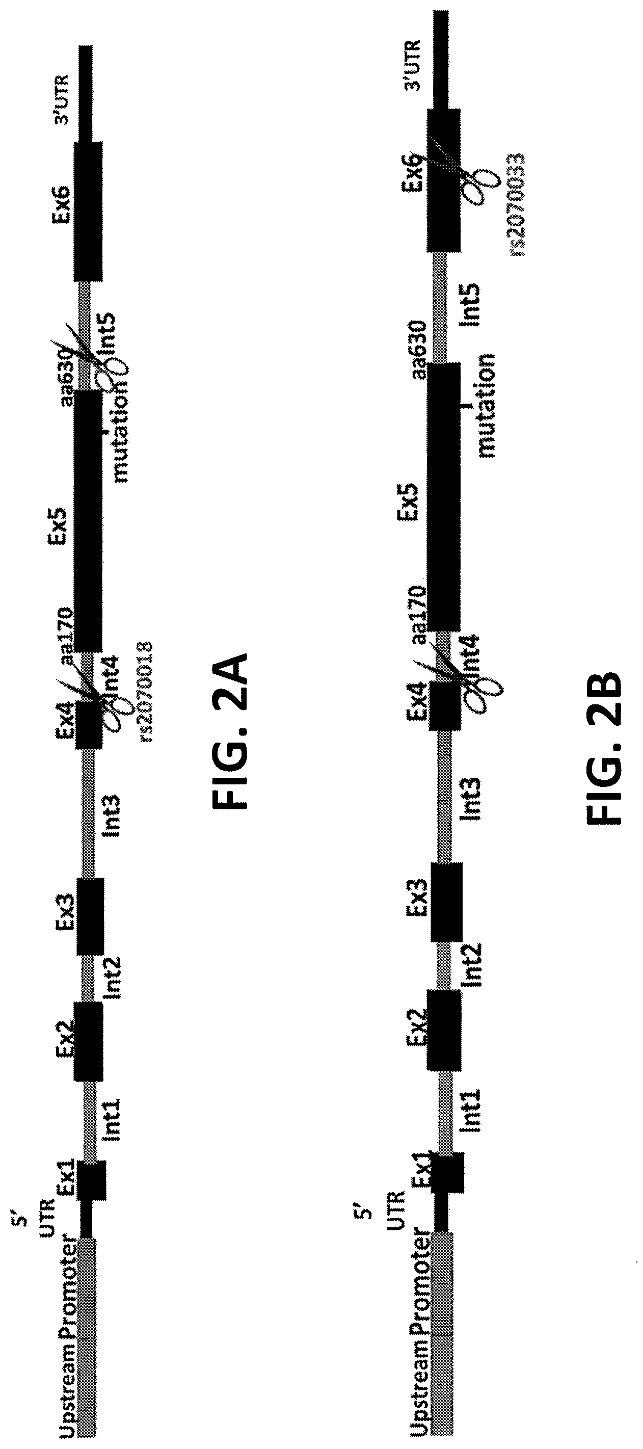 Patent US12359196 Figure 2 – Differential knockout of an allele of a heterozygous fibrinogen alpha chain (FGA) gene