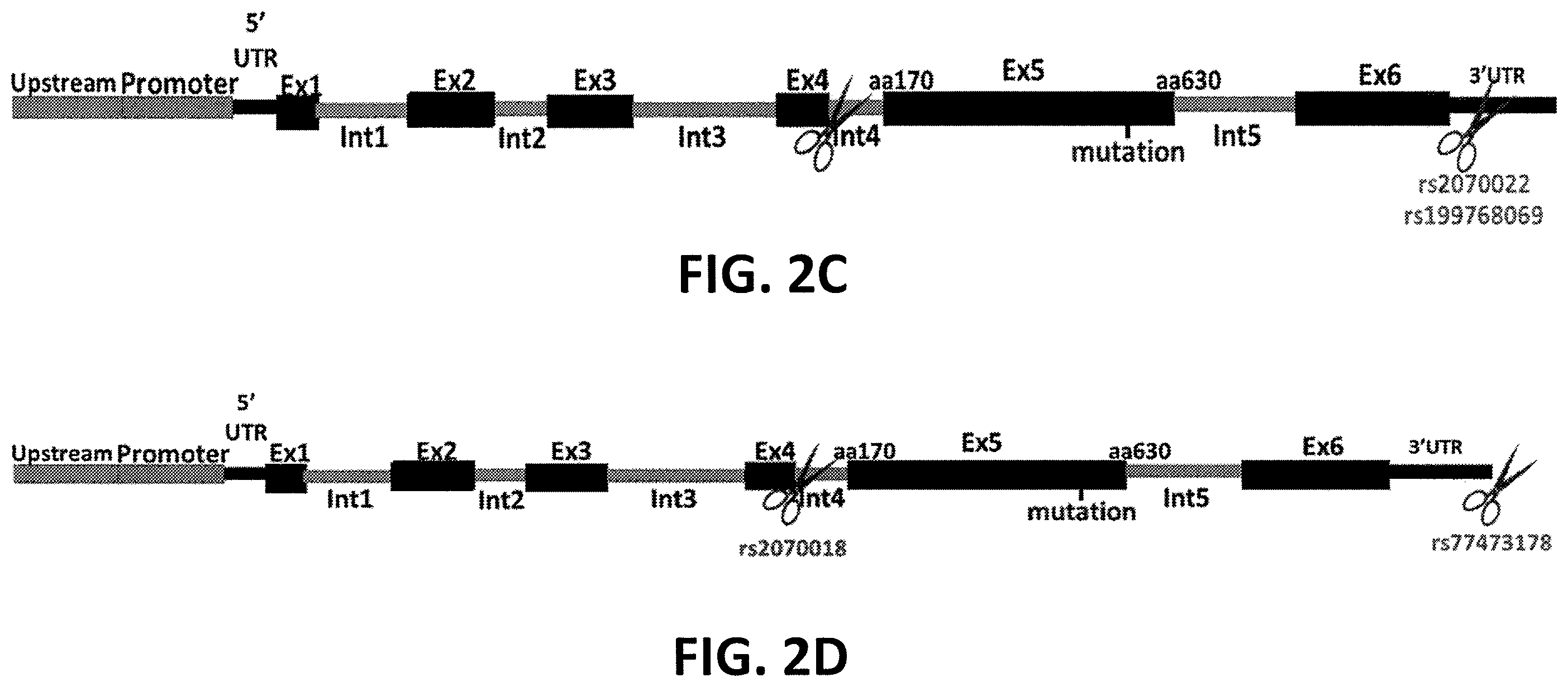 Patent US12359196 Figure 3 – Differential knockout of an allele of a heterozygous fibrinogen alpha chain (FGA) gene
