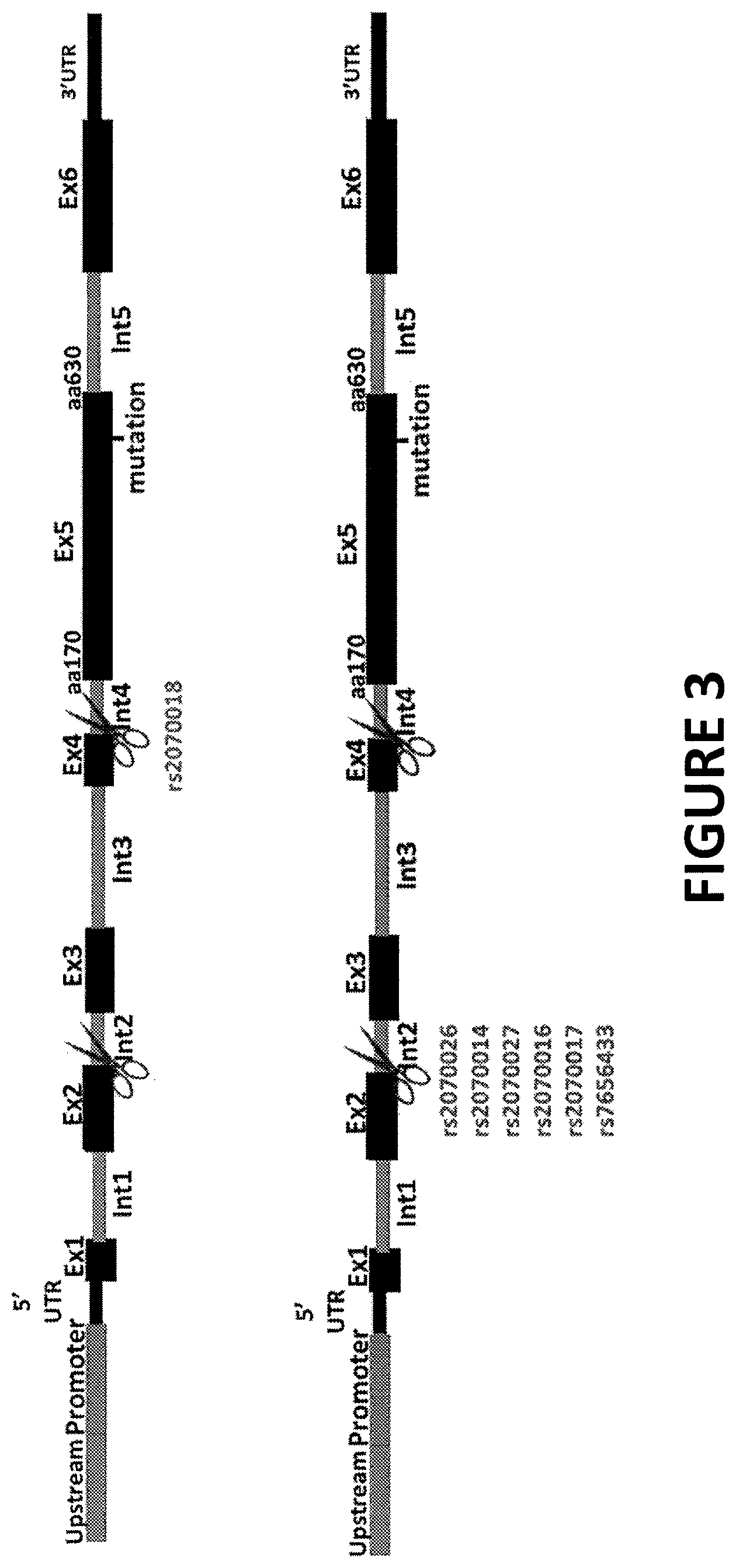 Patent US12359196 Figure 4 – Differential knockout of an allele of a heterozygous fibrinogen alpha chain (FGA) gene