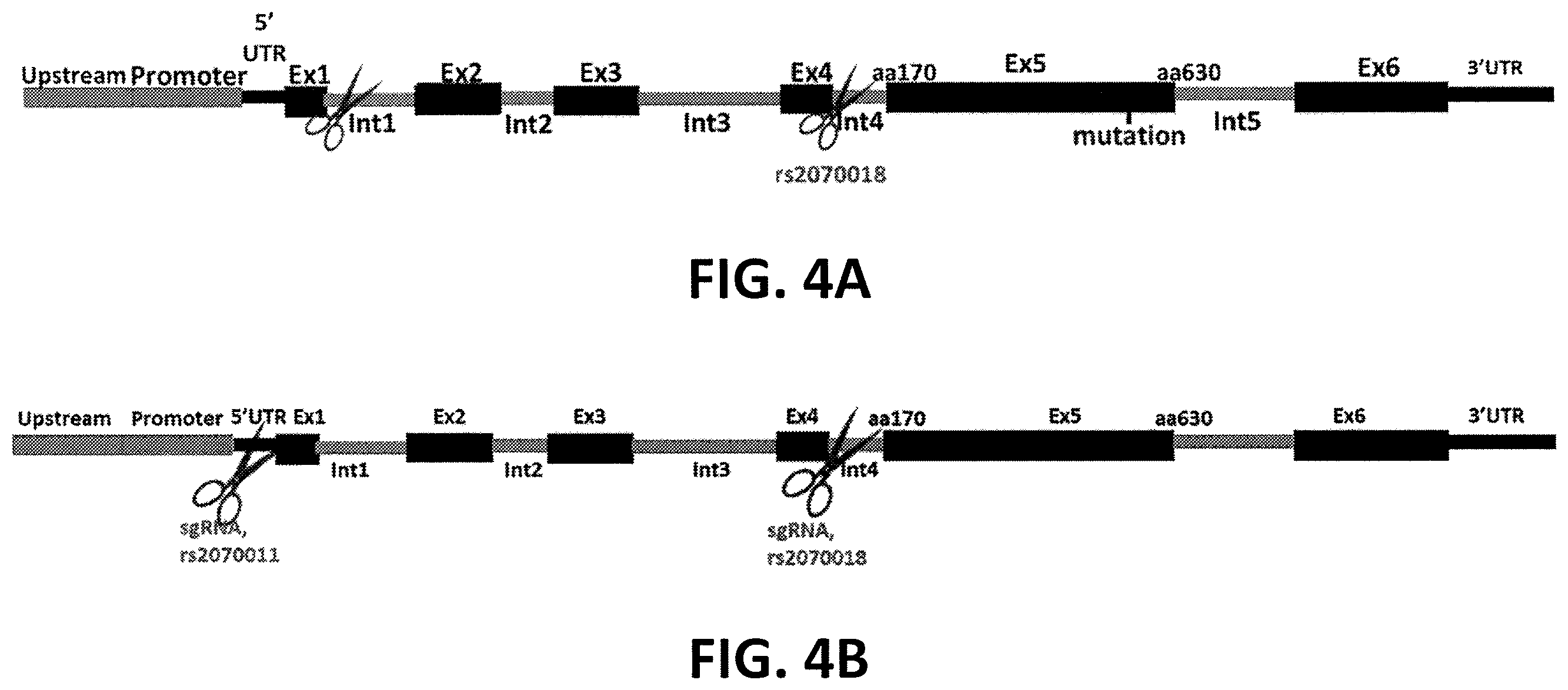 Patent US12359196 Figure 5 – Differential knockout of an allele of a heterozygous fibrinogen alpha chain (FGA) gene