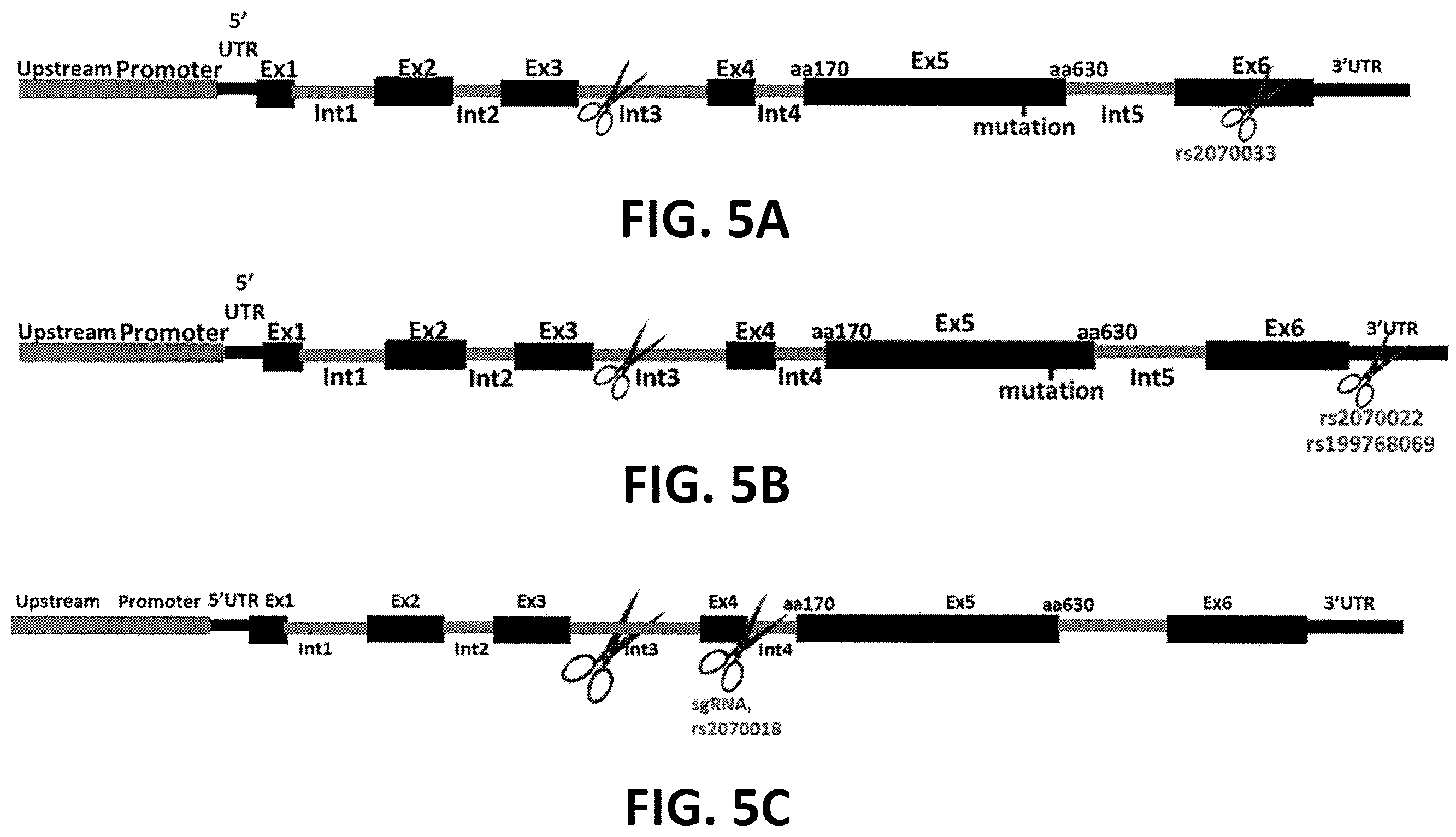 Patent US12359196 Figure 6 – Differential knockout of an allele of a heterozygous fibrinogen alpha chain (FGA) gene