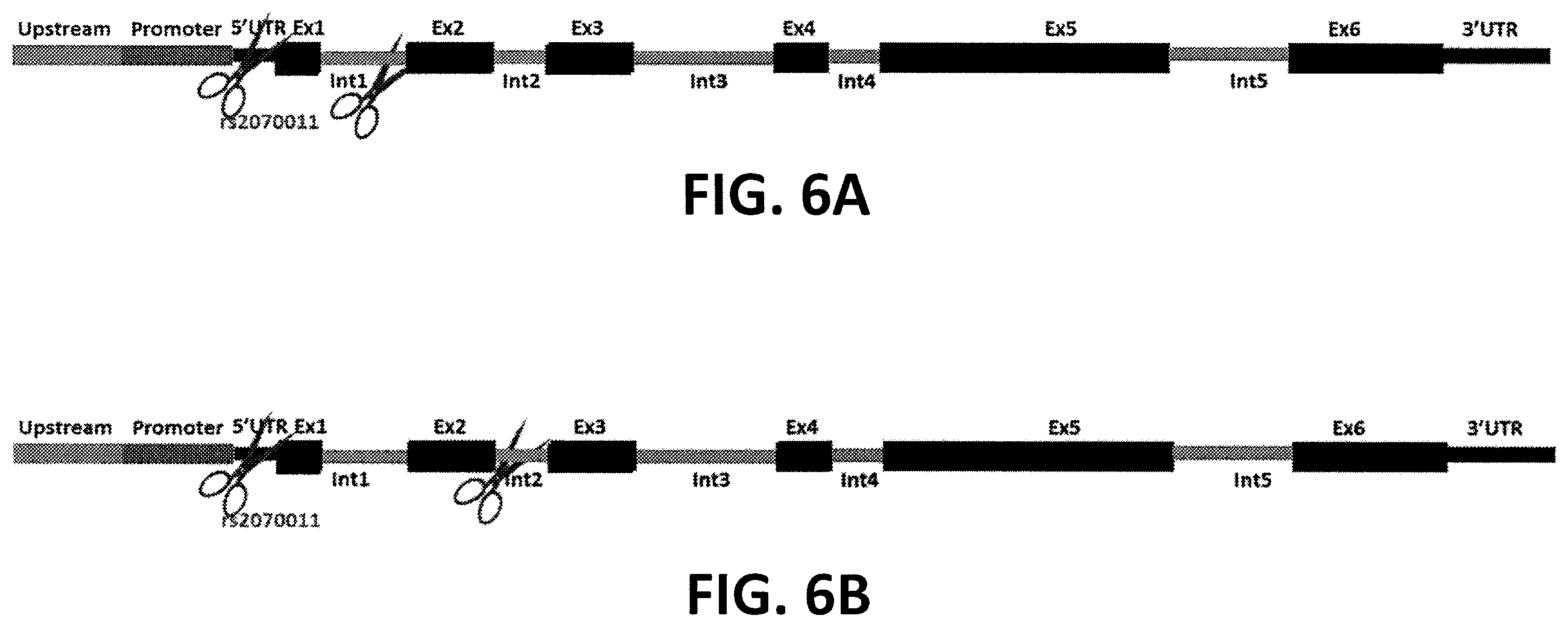 Patent US12359196 Figure 7 – Differential knockout of an allele of a heterozygous fibrinogen alpha chain (FGA) gene
