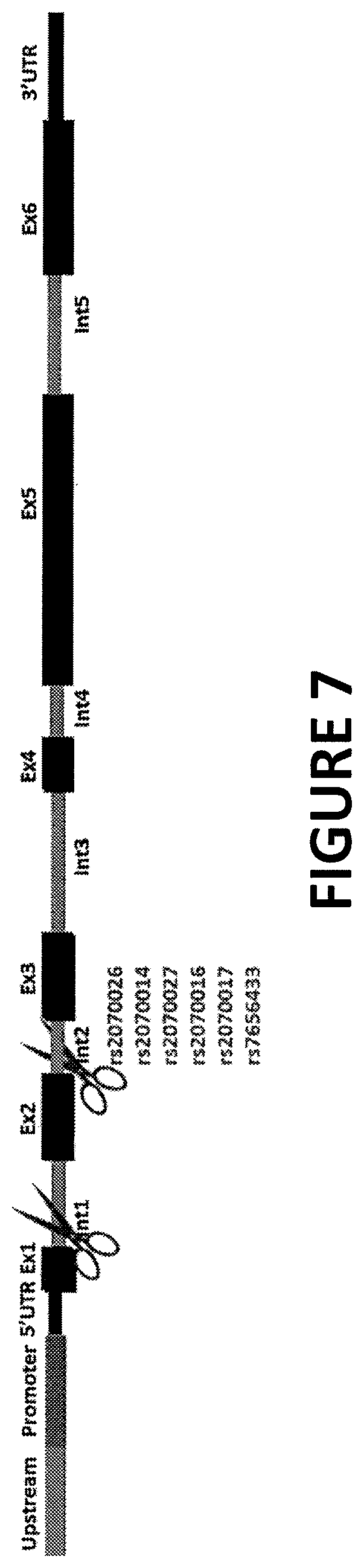 Patent US12359196 Figure 8 – Differential knockout of an allele of a heterozygous fibrinogen alpha chain (FGA) gene