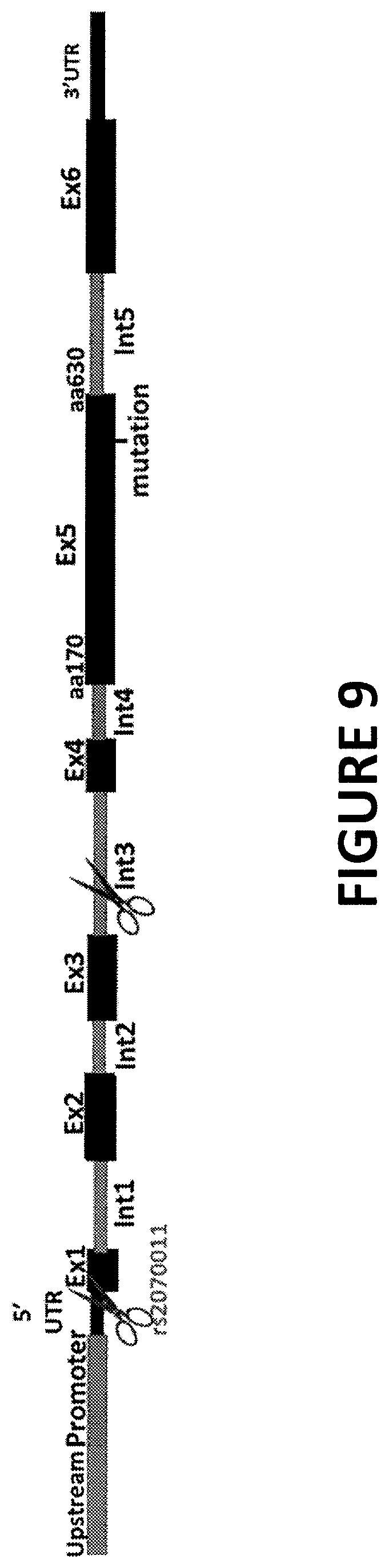 Patent US12359196 Figure 10 – Differential knockout of an allele of a heterozygous fibrinogen alpha chain (FGA) gene