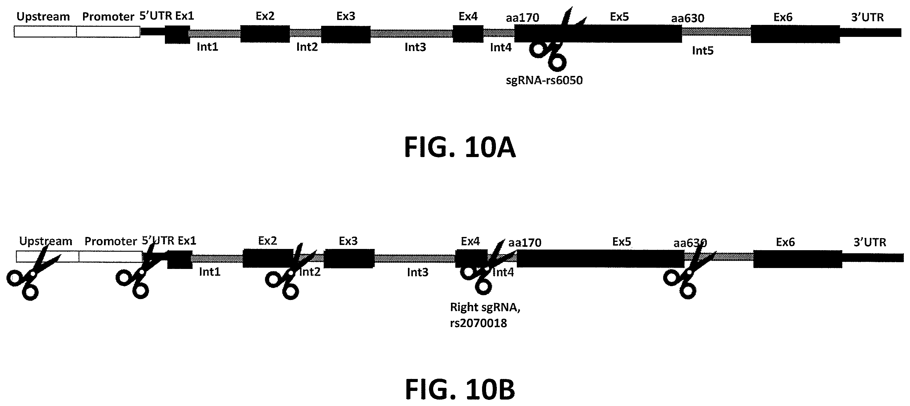 Patent US12359196 Figure 11 – Differential knockout of an allele of a heterozygous fibrinogen alpha chain (FGA) gene