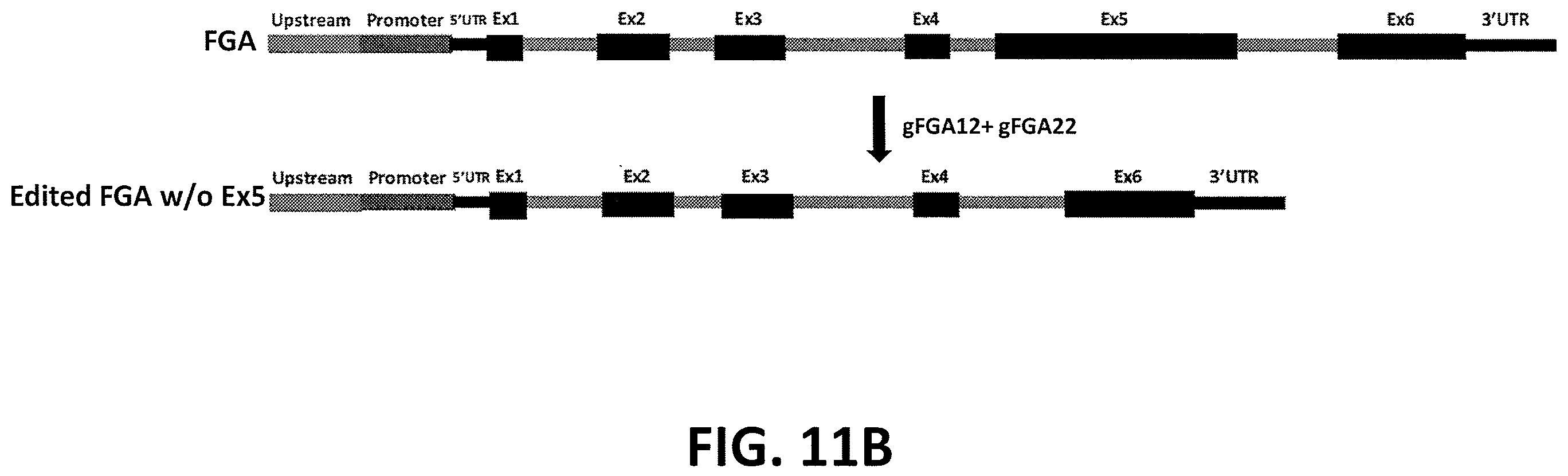 Patent US12359196 Figure 13 – Differential knockout of an allele of a heterozygous fibrinogen alpha chain (FGA) gene