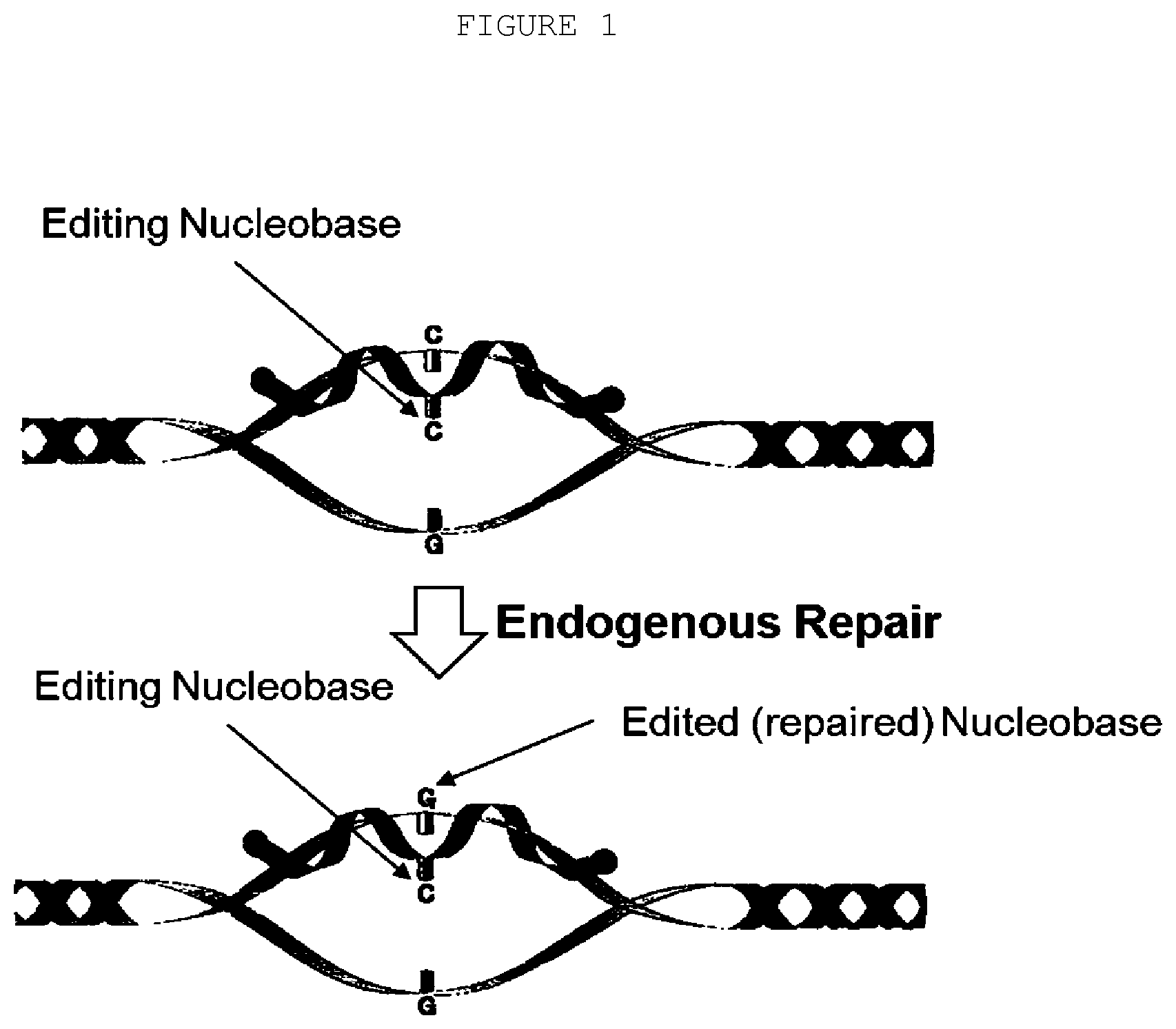 Patent US12359197 Figure 1 – Compositions and methods for editing nucleic acids in cells utilizing oligonucleotides