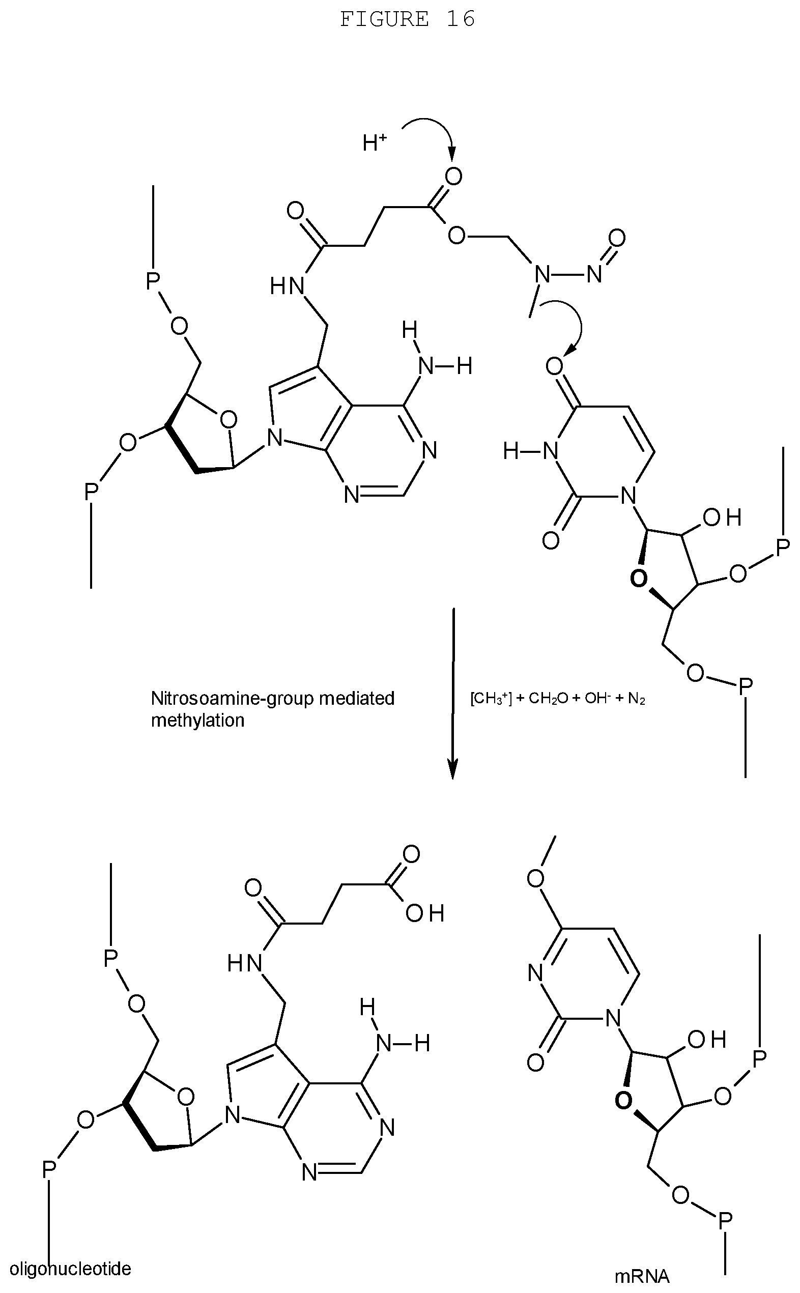 Patent US12359197 Figure 16 – Compositions and methods for editing nucleic acids in cells utilizing oligonucleotides
