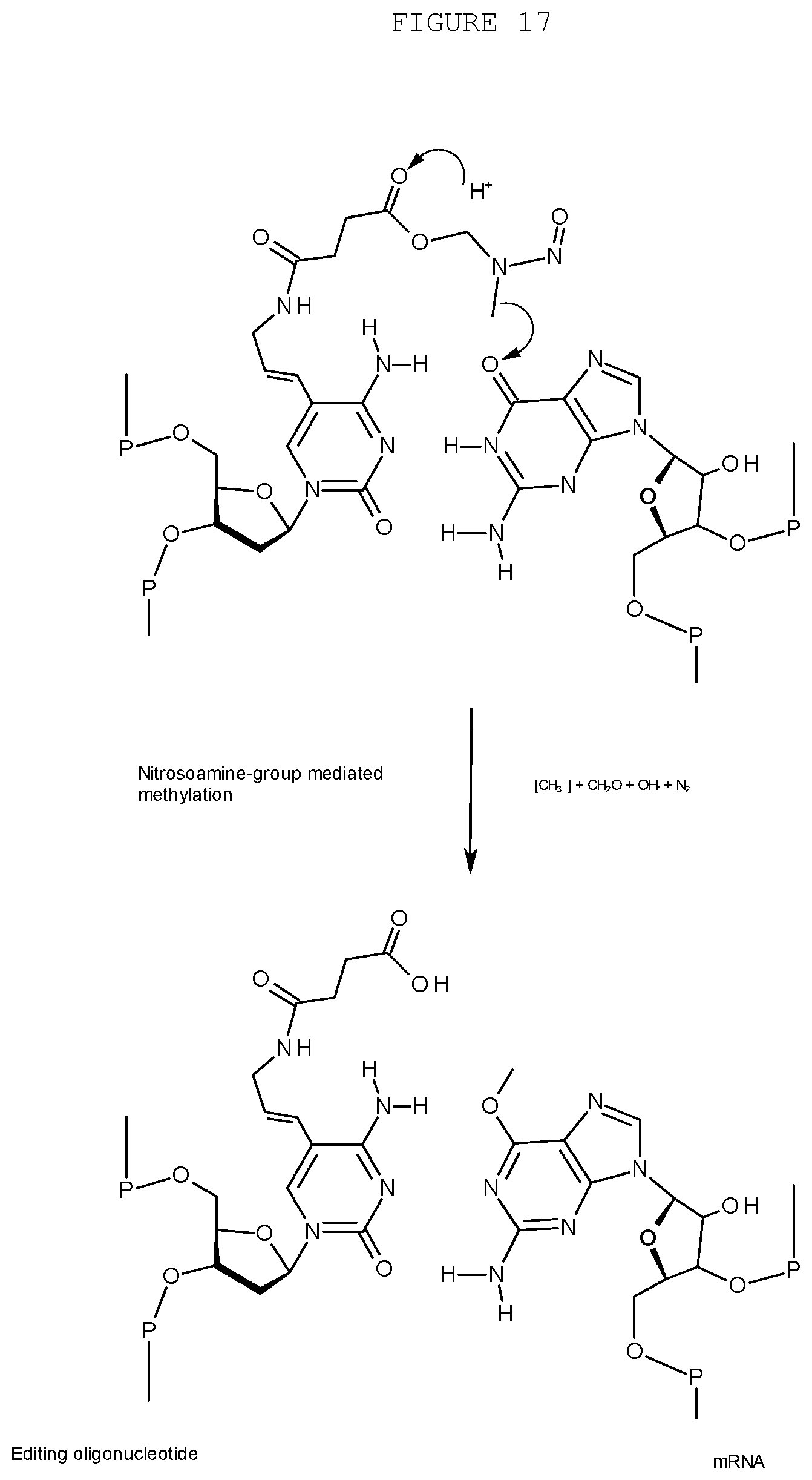 Patent US12359197 Figure 17 – Compositions and methods for editing nucleic acids in cells utilizing oligonucleotides