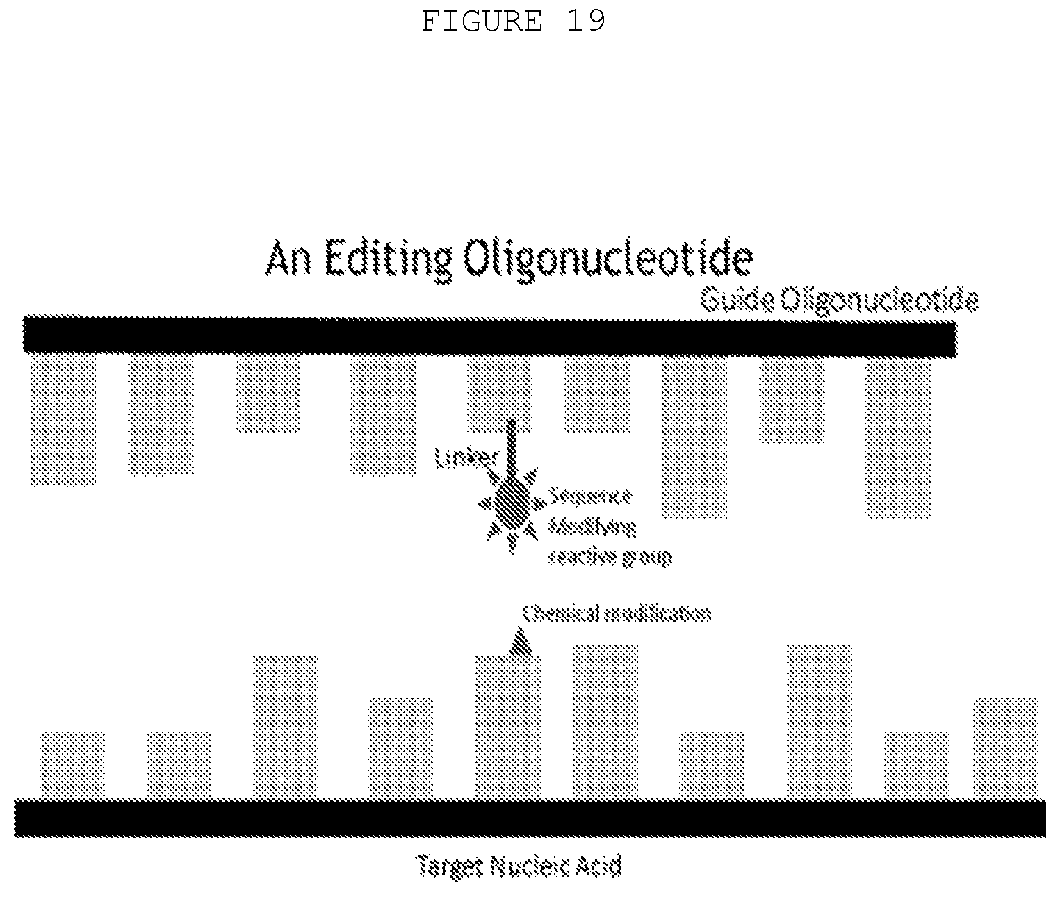 Patent US12359197 Figure 19 – Compositions and methods for editing nucleic acids in cells utilizing oligonucleotides