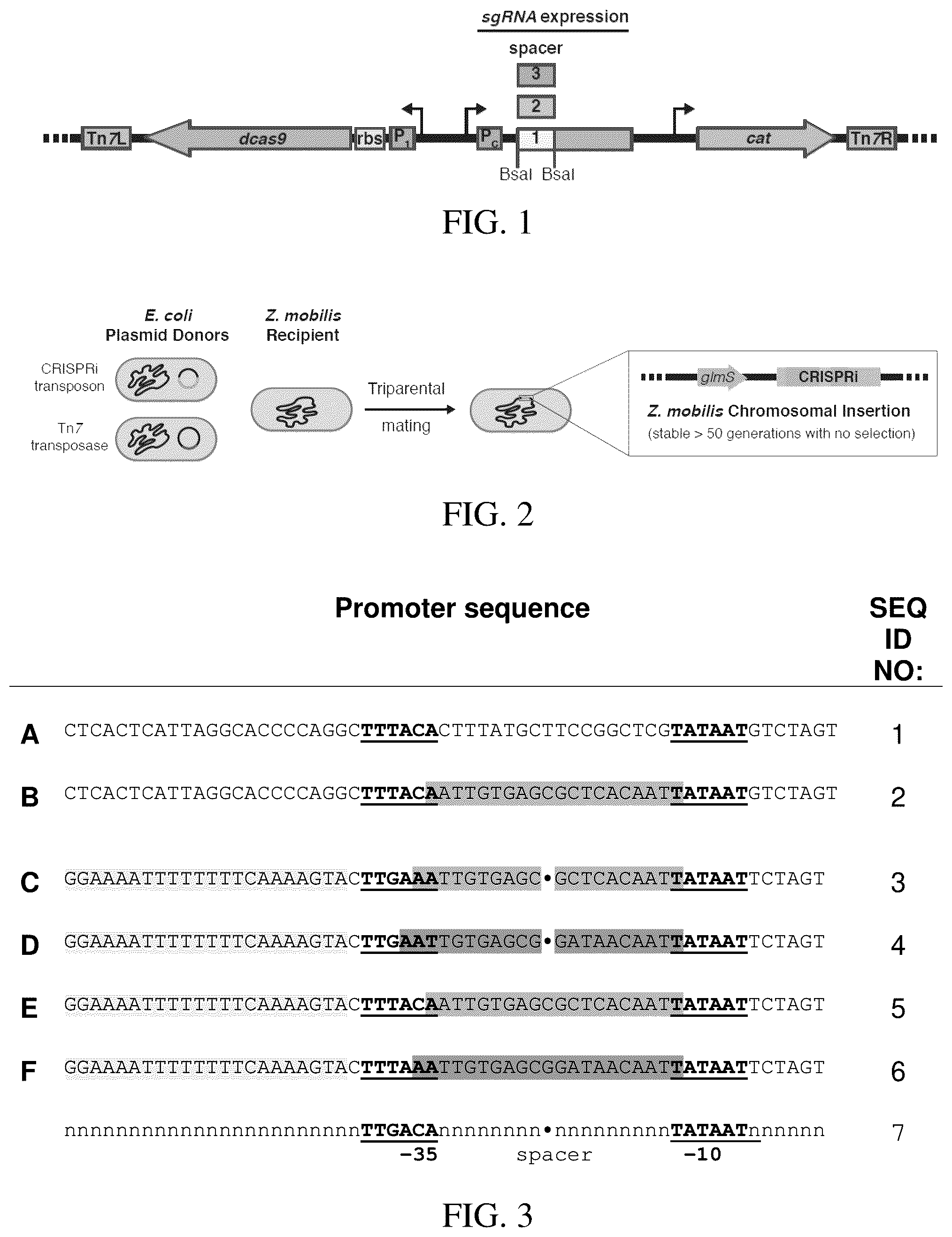 Patent US12359198 Figure 1 – High-efficacy crispri system and strong synthetic promoters for alphaproteobacteria and gammaproteobacteria