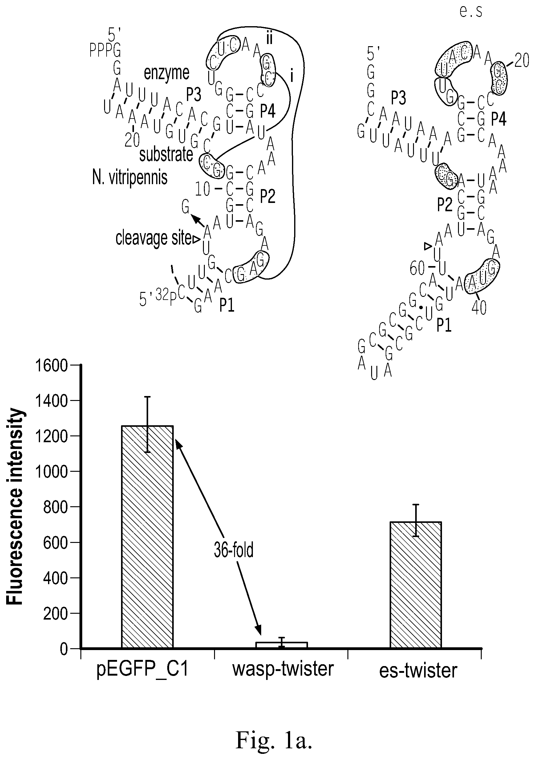 Patent US12359199 Figure 1 – Regulation of gene expression via aptamer-mediated control of self-cleaving ribozymes
