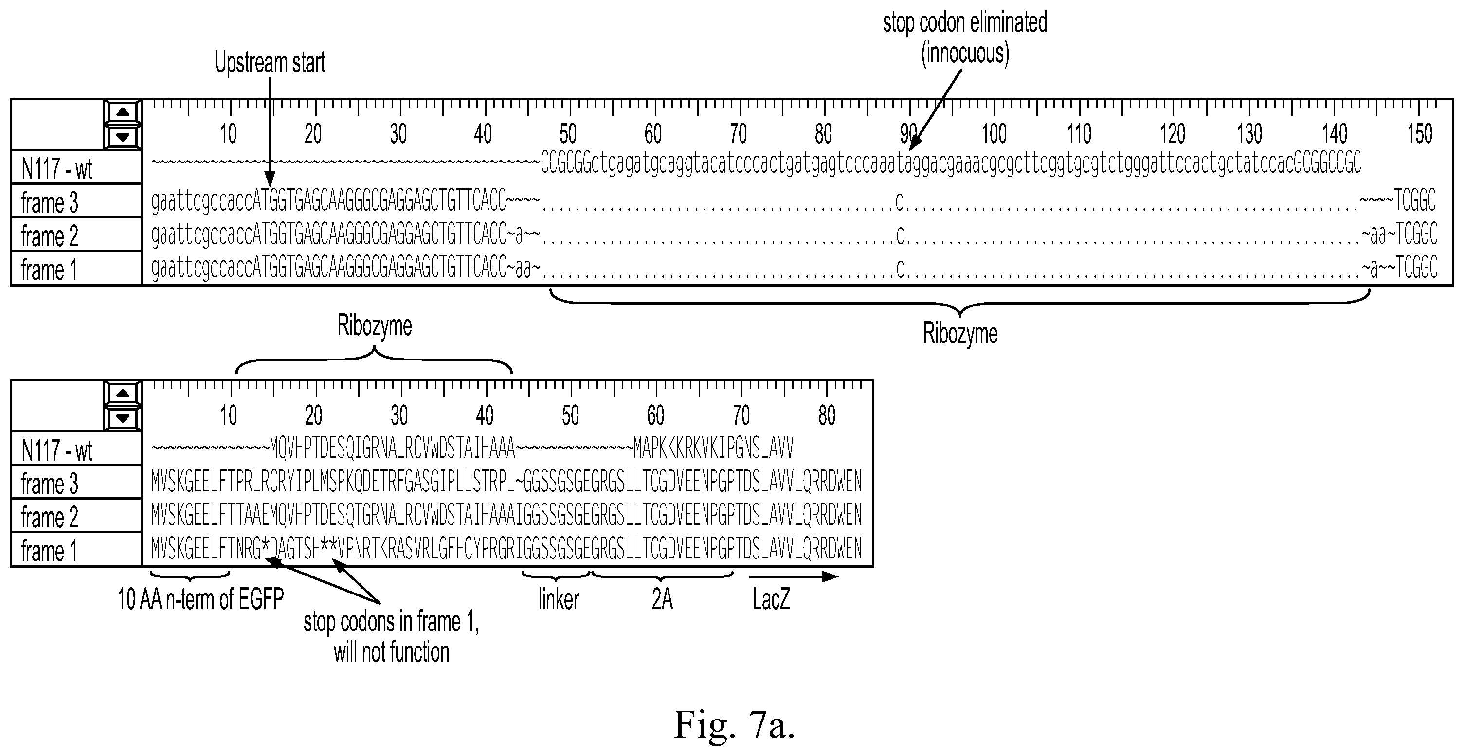Patent US12359199 Figure 11 – Regulation of gene expression via aptamer-mediated control of self-cleaving ribozymes