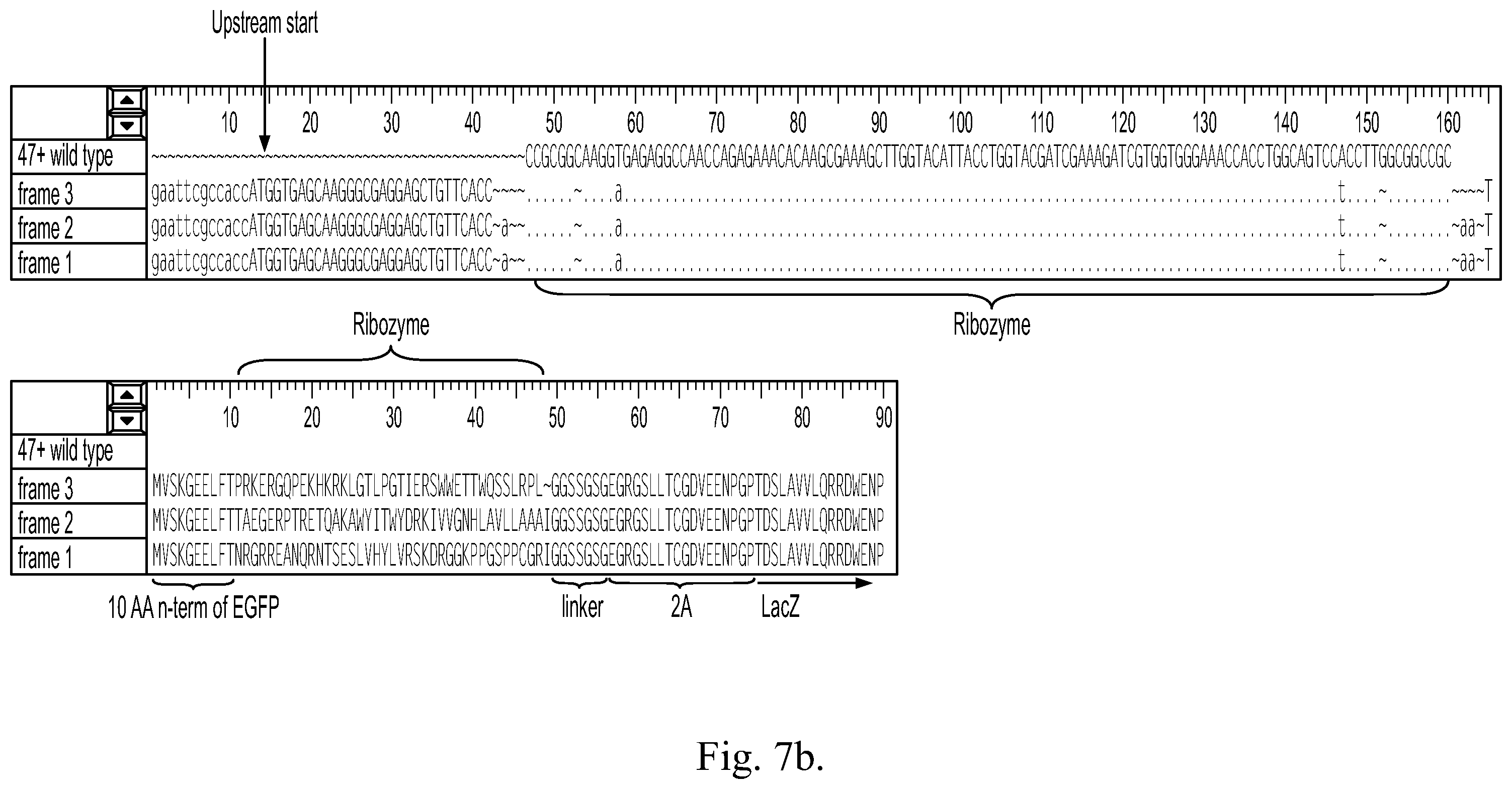 Patent US12359199 Figure 12 – Regulation of gene expression via aptamer-mediated control of self-cleaving ribozymes