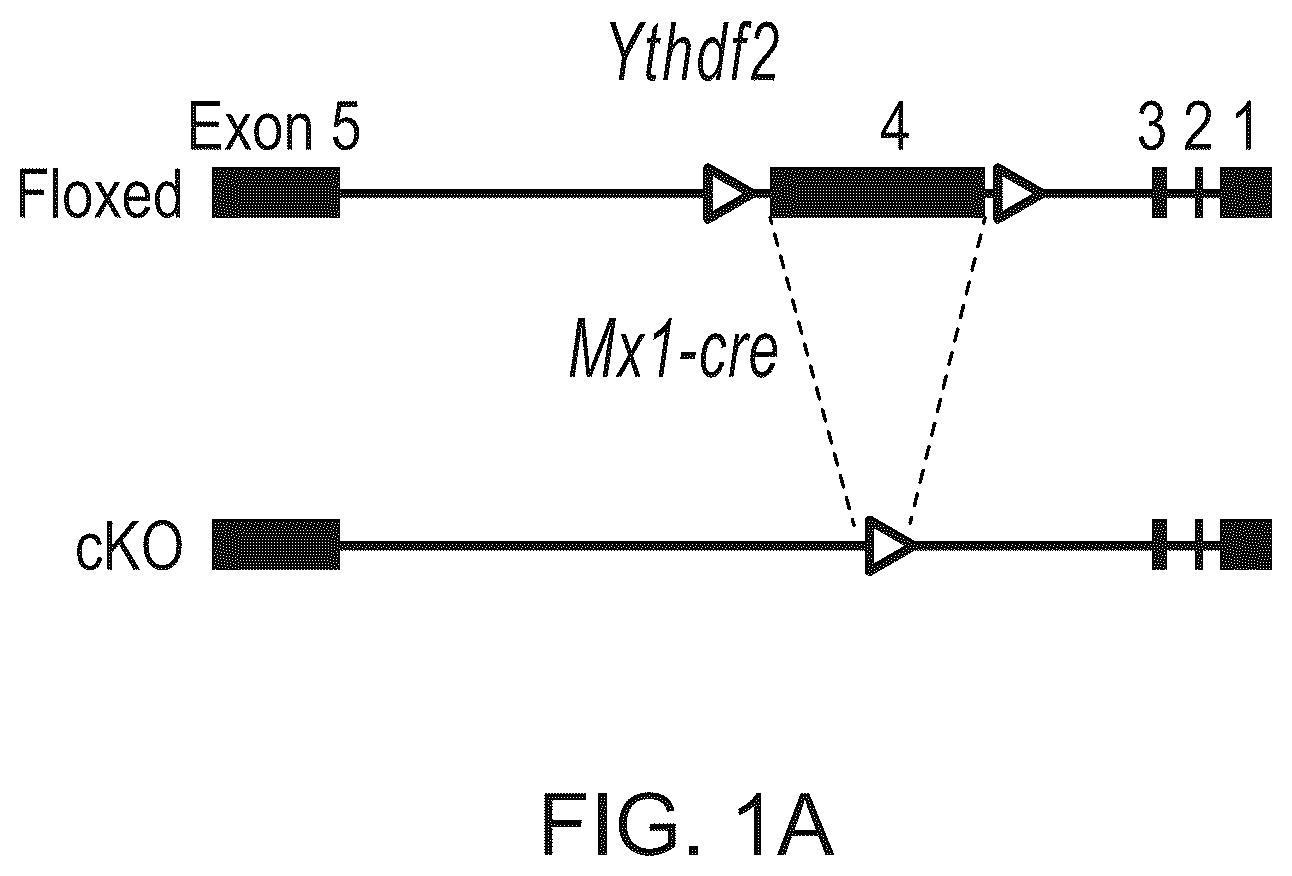 Patent US12359200 Figure 1 – Methods and compositions for expansion of cell population