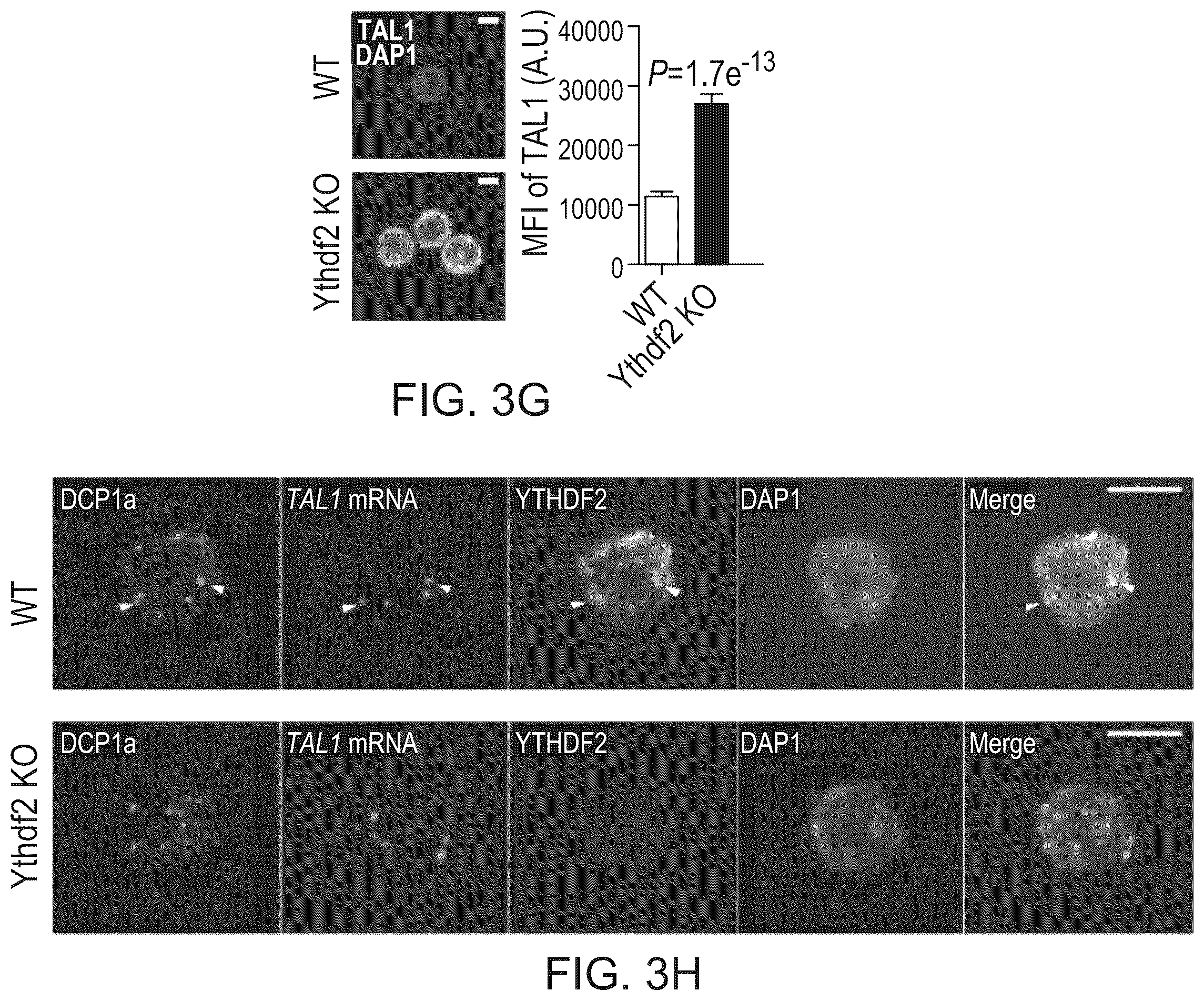 Patent US12359200 Figure 8 – Methods and compositions for expansion of cell population