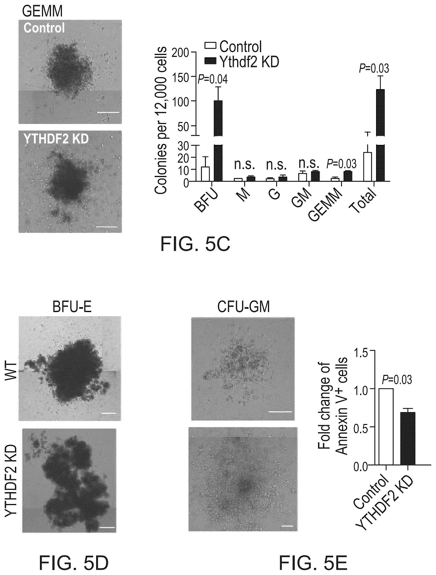 Patent US12359200 Figure 12 – Methods and compositions for expansion of cell population