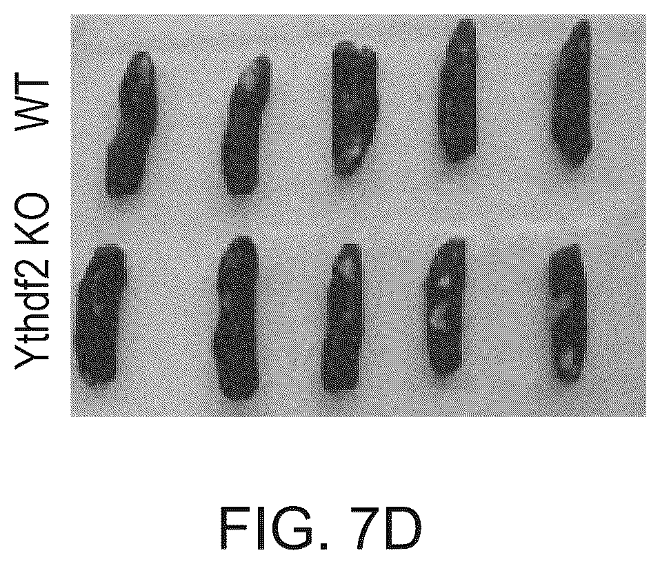 Patent US12359200 Figure 17 – Methods and compositions for expansion of cell population