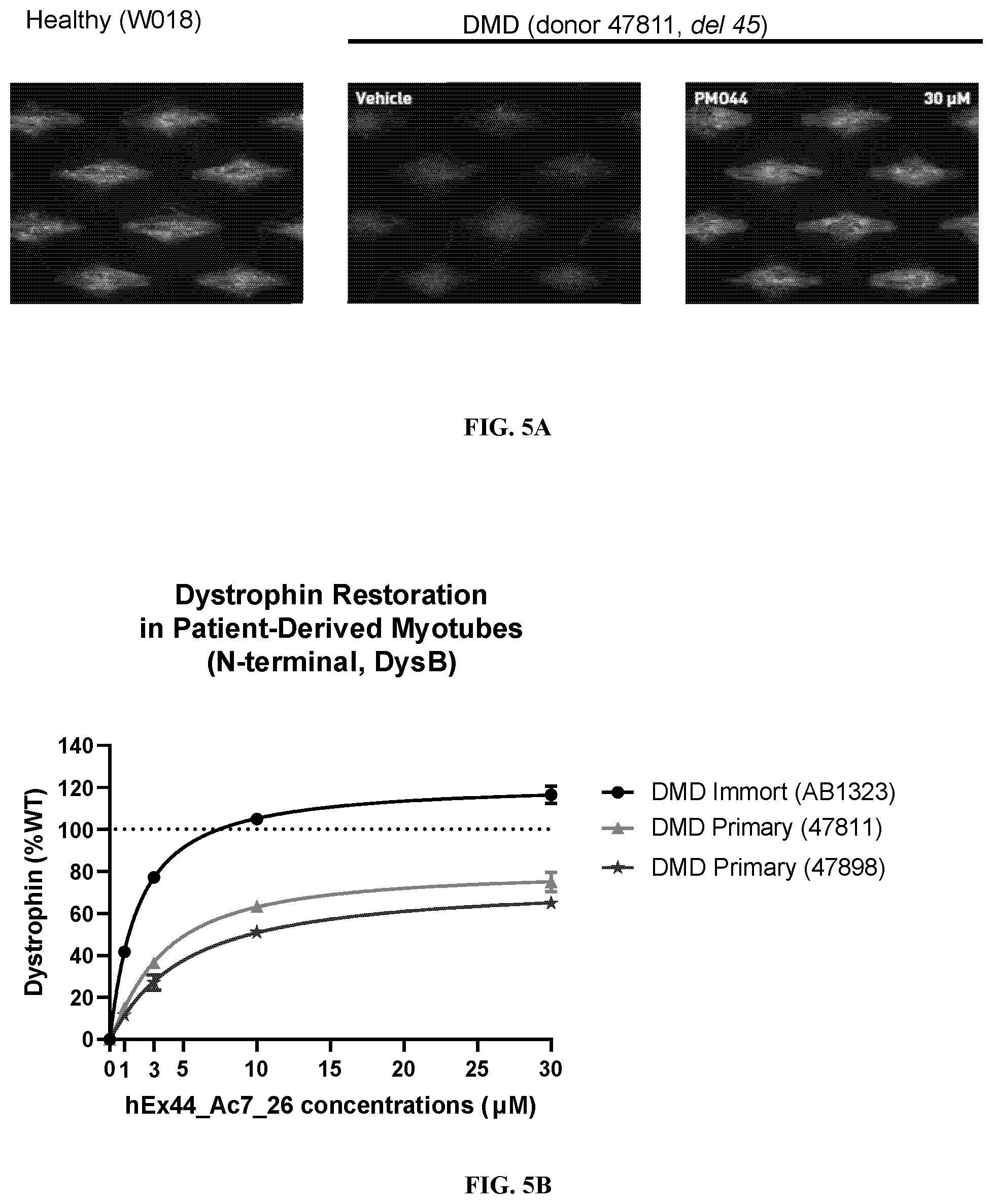 Patent US12359202 Figure 6 – Anti-transferrin receptor antibody-PMO conjugates for inducing DMD exon 44 skipping