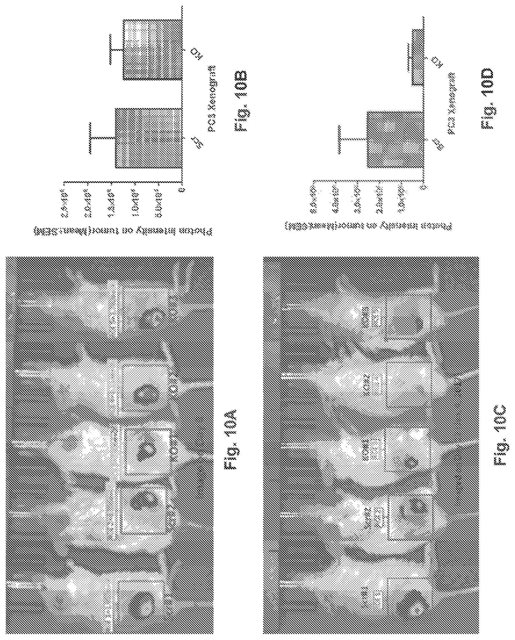 Patent US12359203 Figure 11 – Combination vectors and methods for treating cancer
