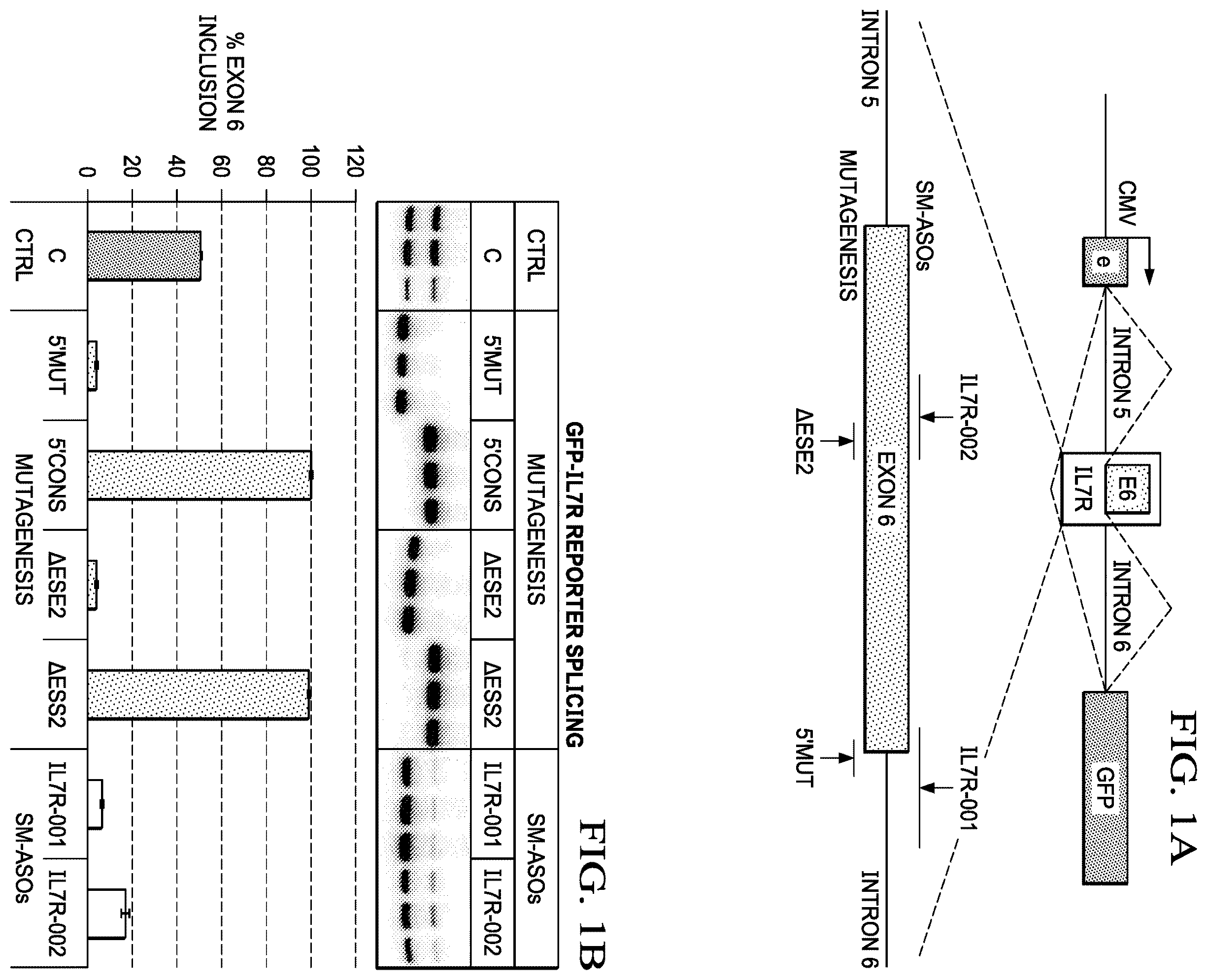 Patent US12359204 Figure 1 – Soluble interleukin-7 receptor (SIL7R) modulating therapy to treat autoimmune diseases and cancer