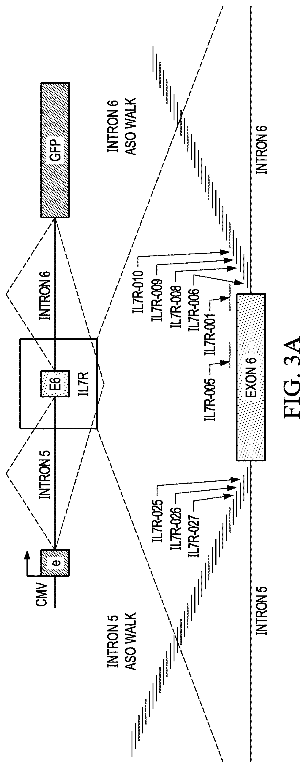 Patent US12359204 Figure 6 – Soluble interleukin-7 receptor (SIL7R) modulating therapy to treat autoimmune diseases and cancer